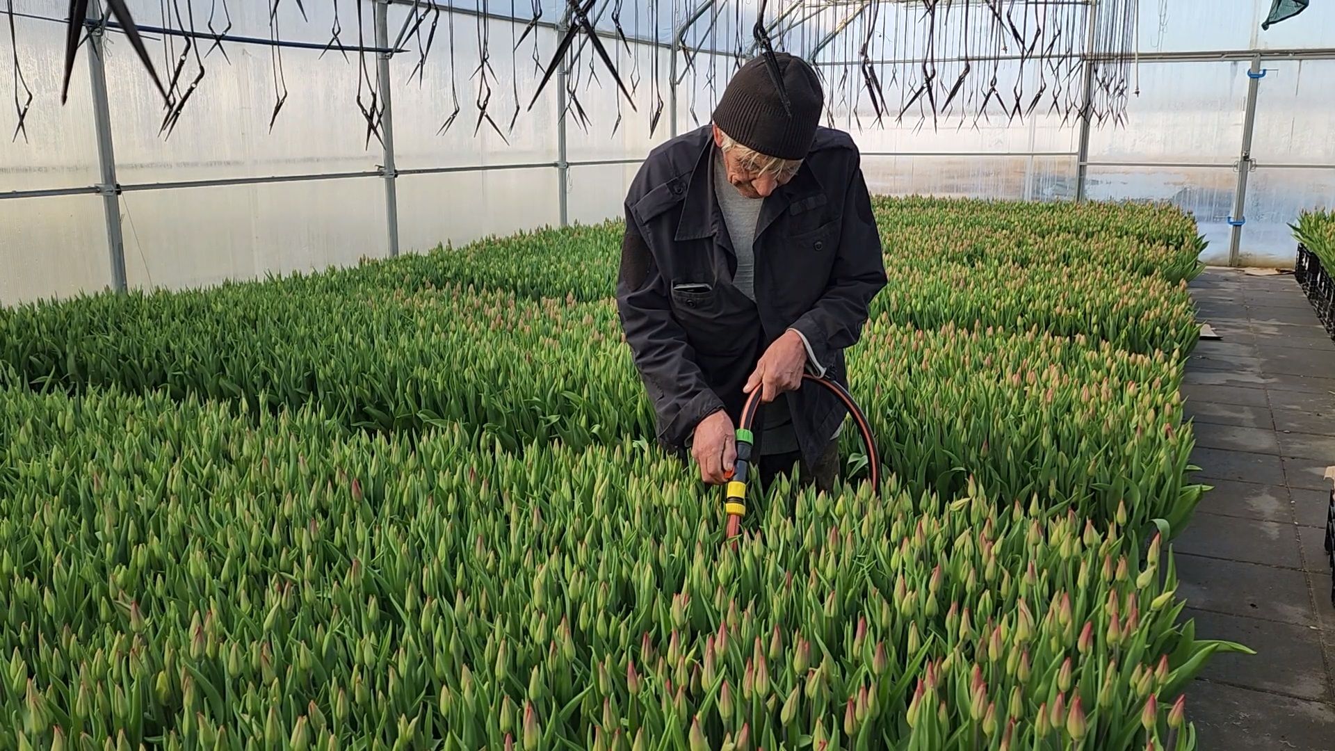 Чехов, деревня Хлевино,тепличный комплекс, тюльпаны, выращивание, производство, новая технология, гидропоника, искусственная среда, питательный раствор, без почвы,