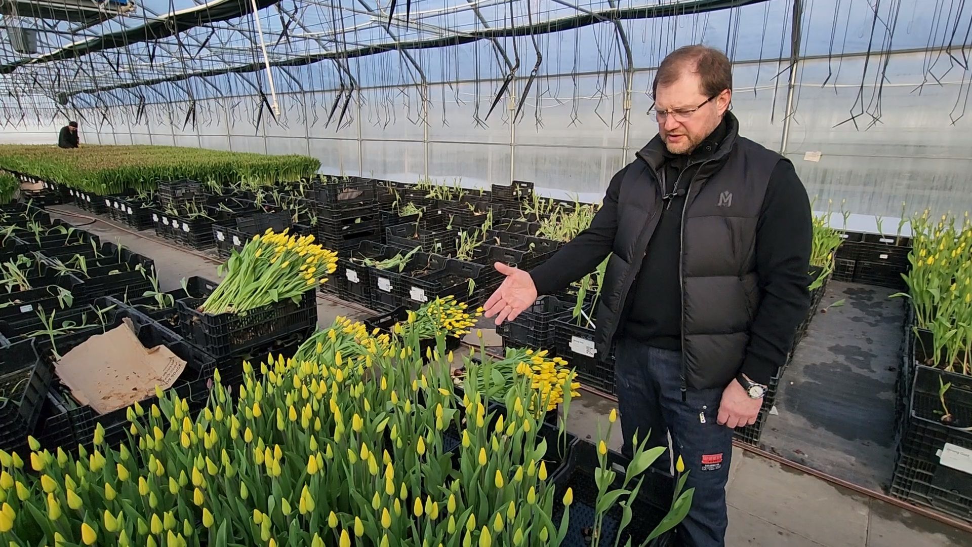 Чехов, деревня Хлевино,тепличный комплекс, тюльпаны, выращивание, производство, новая технология, гидропоника, искусственная среда, питательный раствор, без почвы,
