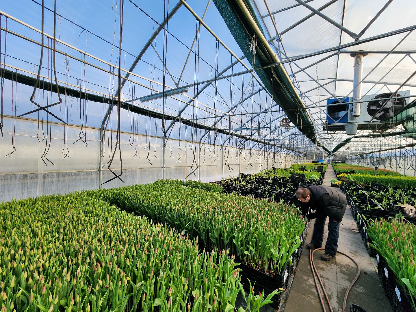 Чехов, деревня Хлевино,тепличный комплекс, тюльпаны, выращивание, производство, новая технология, гидропоника, искусственная среда, питательный раствор, без почвы,