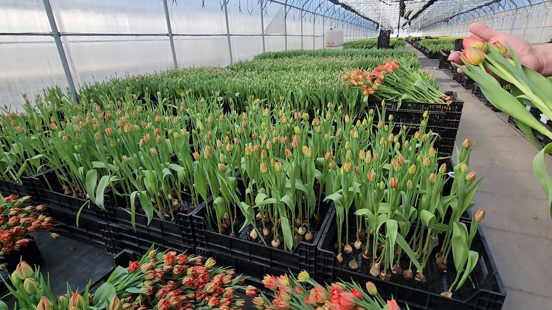 Чехов, деревня Хлевино,тепличный комплекс, тюльпаны, выращивание, производство, новая технология, гидропоника, искусственная среда, питательный раствор, без почвы,
