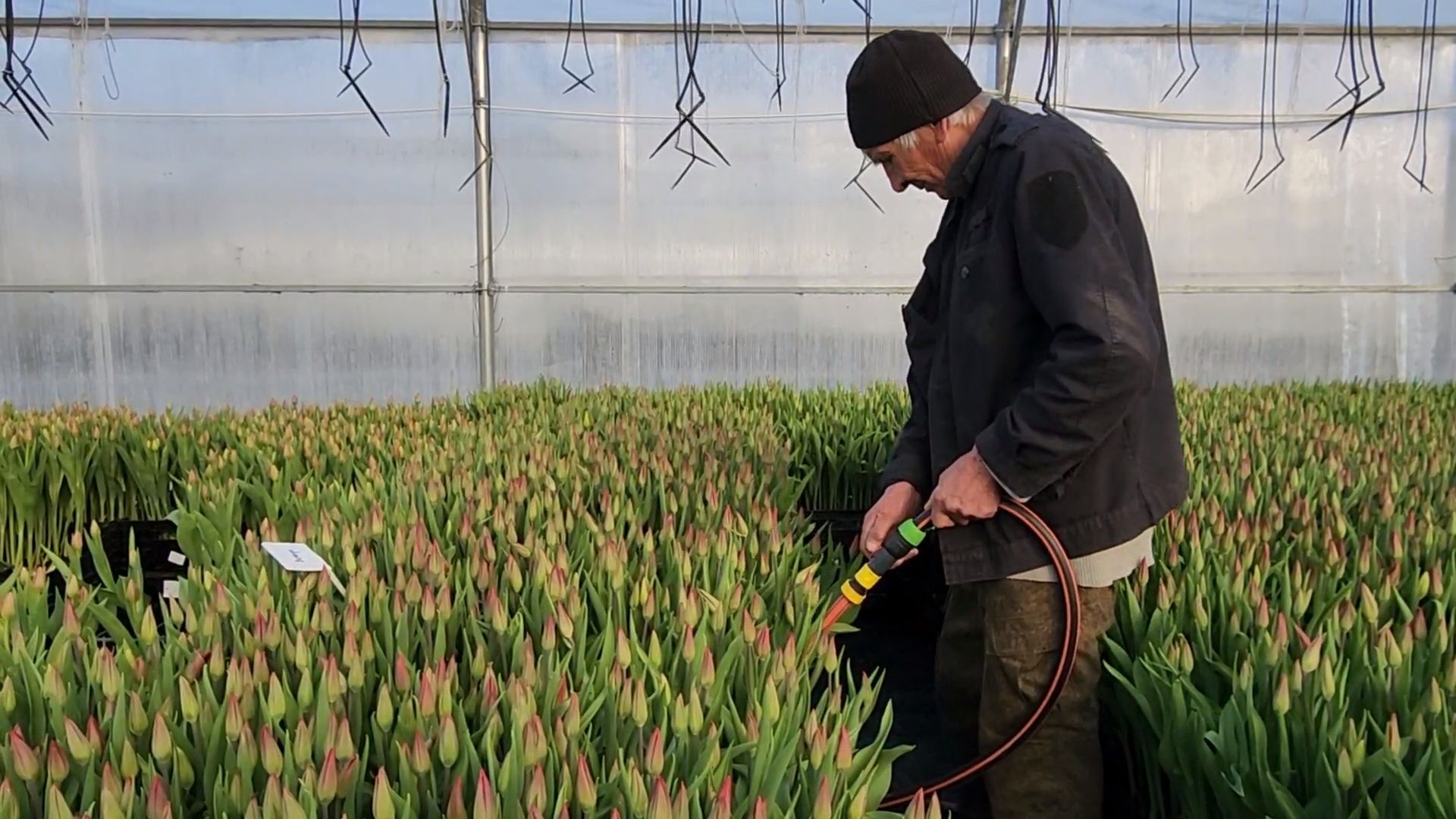 Чехов, деревня Хлевино,тепличный комплекс, тюльпаны, выращивание, производство, новая технология, гидропоника, искусственная среда, питательный раствор, без почвы,