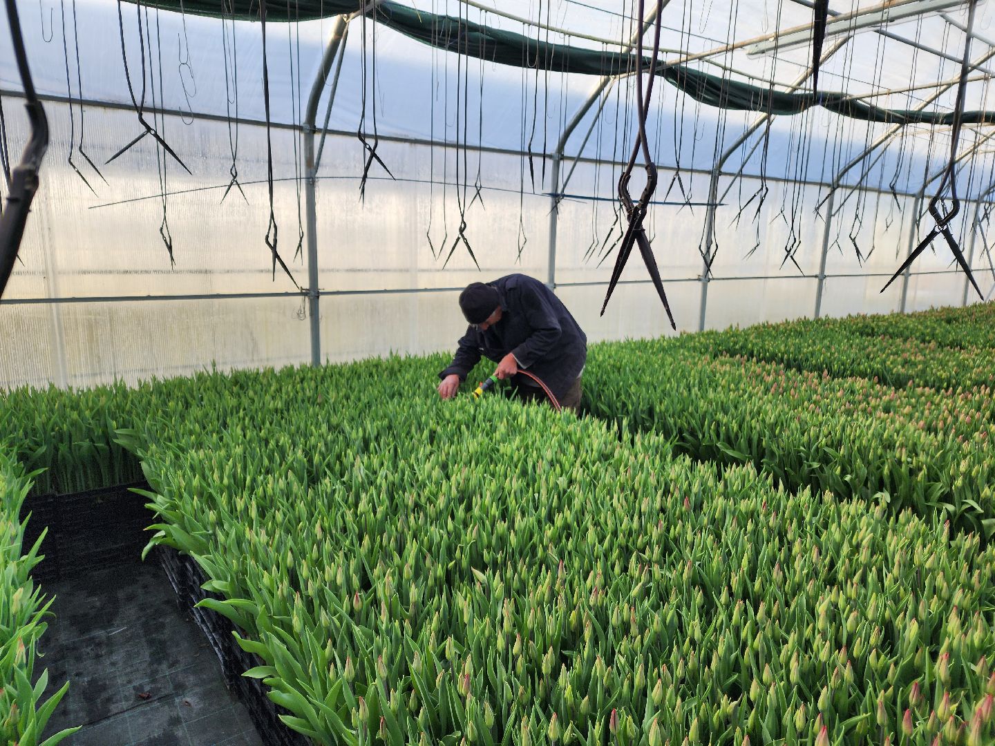 Чехов, деревня Хлевино,тепличный комплекс, тюльпаны, выращивание, производство, новая технология, гидропоника, искусственная среда, питательный раствор, без почвы,