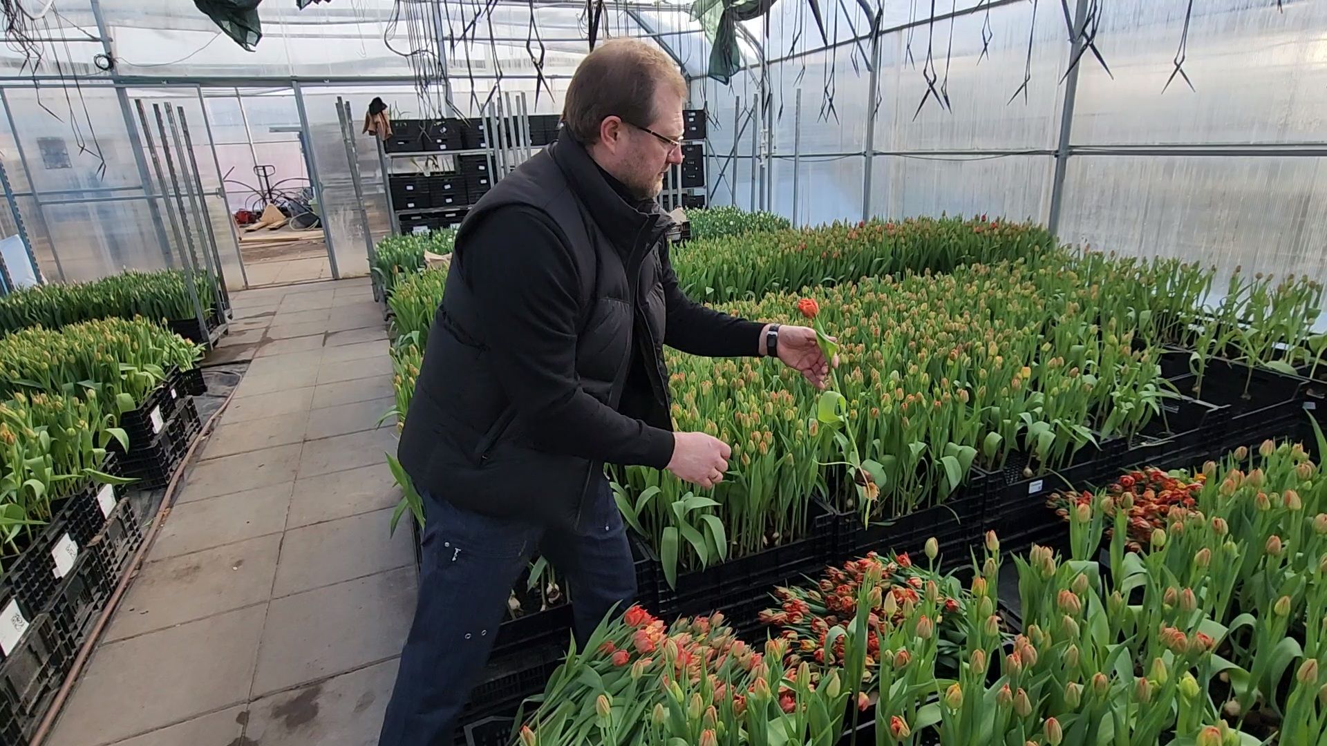 Чехов, деревня Хлевино,тепличный комплекс, тюльпаны, выращивание, производство, новая технология, гидропоника, искусственная среда, питательный раствор, без почвы,