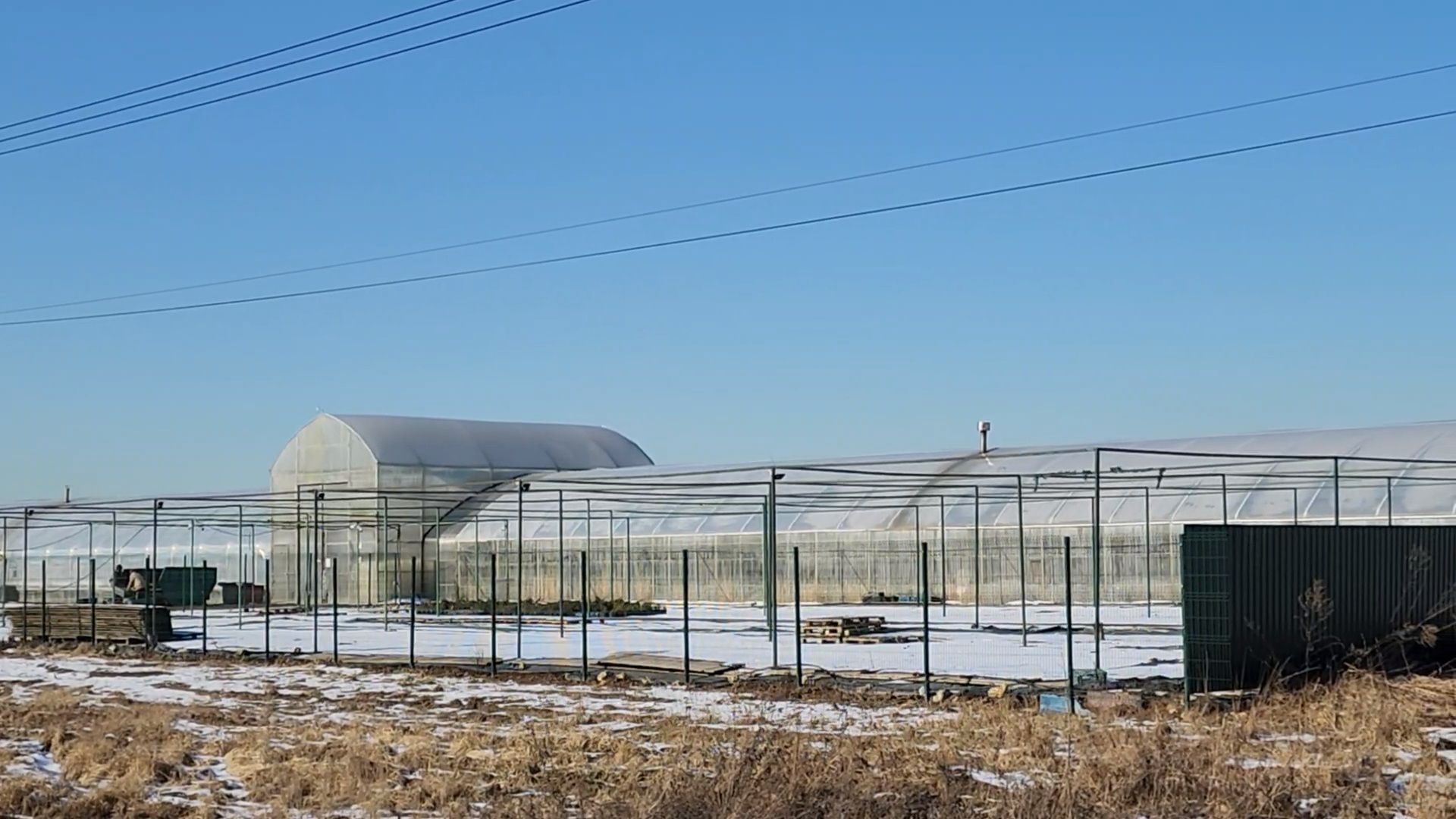 Чехов, деревня Хлевино,тепличный комплекс, тюльпаны, выращивание, производство, новая технология, гидропоника, искусственная среда, питательный раствор, без почвы,