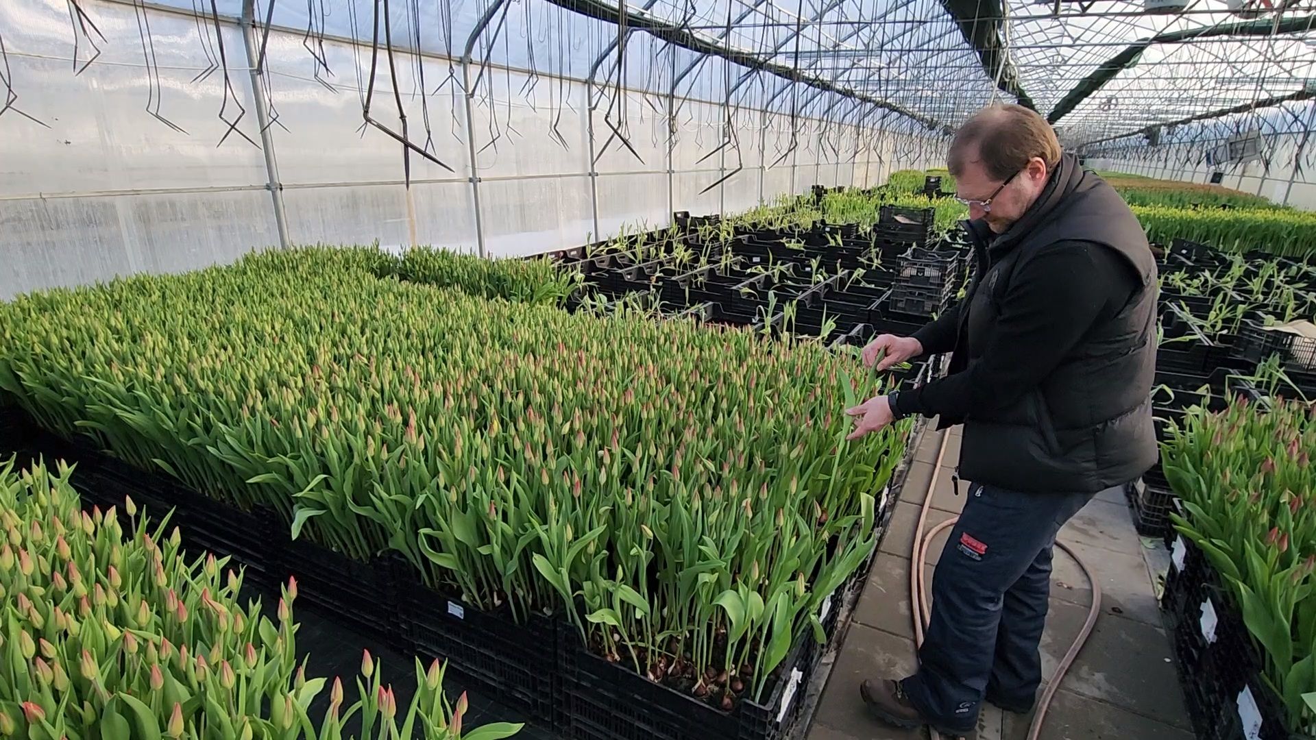 Чехов, деревня Хлевино,тепличный комплекс, тюльпаны, выращивание, производство, новая технология, гидропоника, искусственная среда, питательный раствор, без почвы,