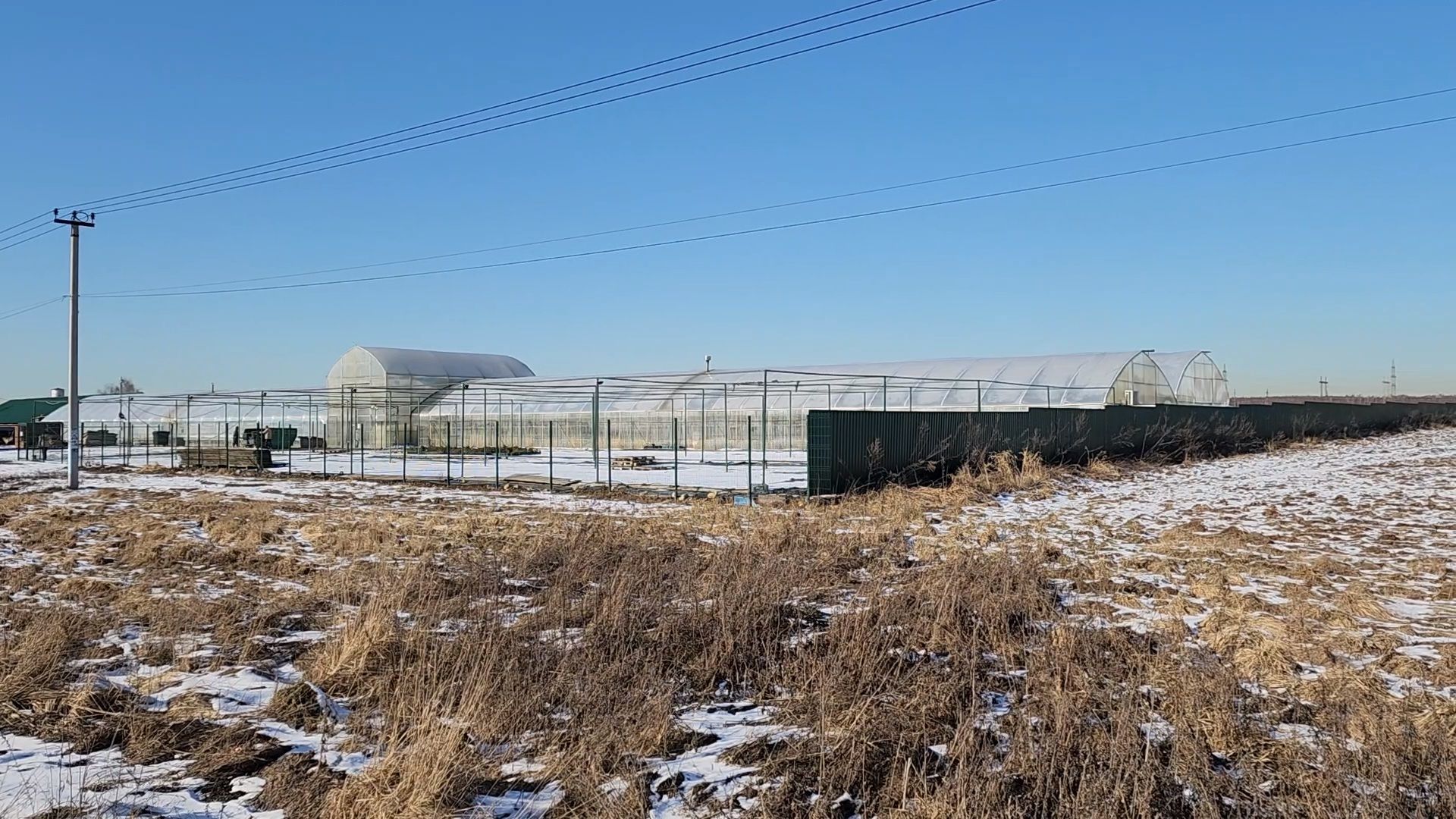 Чехов, деревня Хлевино,тепличный комплекс, тюльпаны, выращивание, производство, новая технология, гидропоника, искусственная среда, питательный раствор, без почвы,