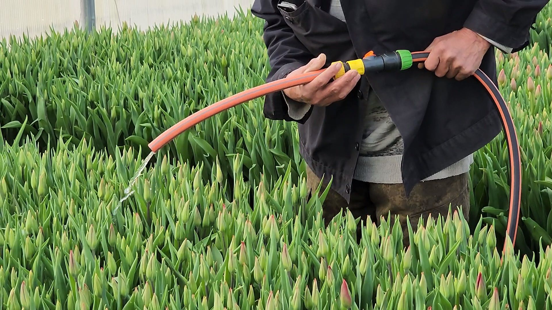 Чехов, деревня Хлевино,тепличный комплекс, тюльпаны, выращивание, производство, новая технология, гидропоника, искусственная среда, питательный раствор, без почвы,