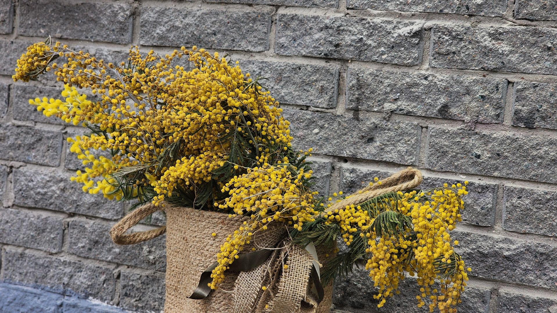 8 марта, Международный женский день, цветы, Лосино-Петровский, мимиоза,