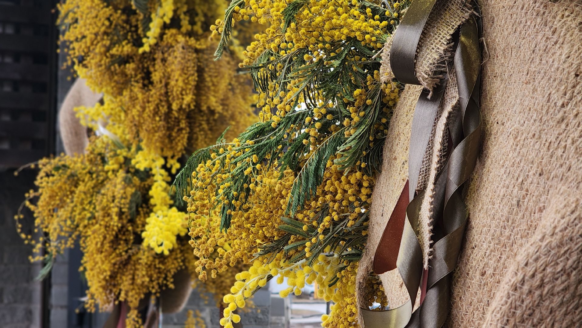 8 марта, Международный женский день, цветы, Лосино-Петровский, мимиоза,