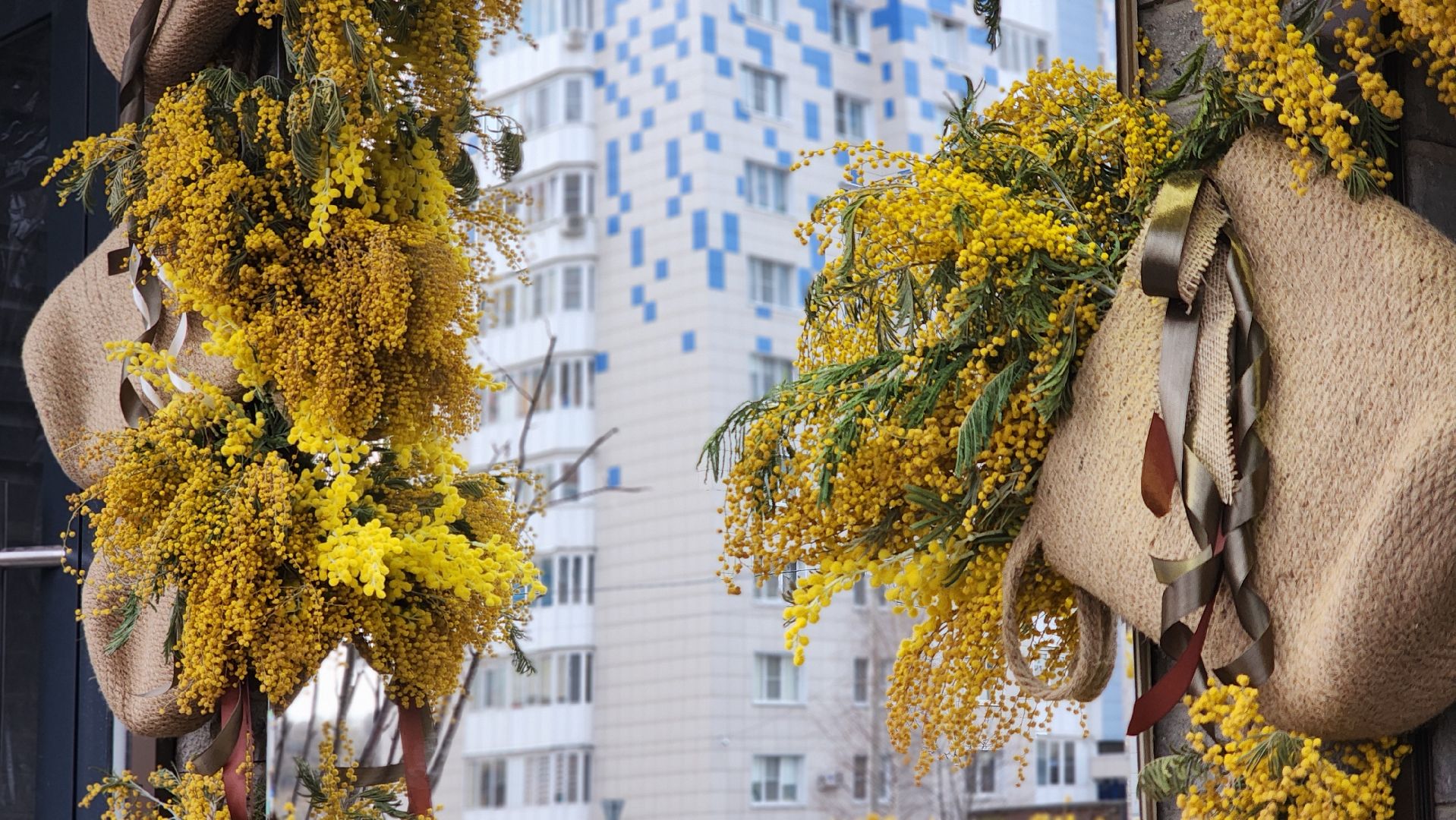 8 марта, Международный женский день, цветы, Лосино-Петровский, мимиоза,