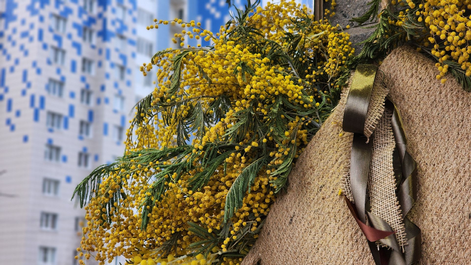 8 марта, Международный женский день, цветы, Лосино-Петровский, мимиоза,