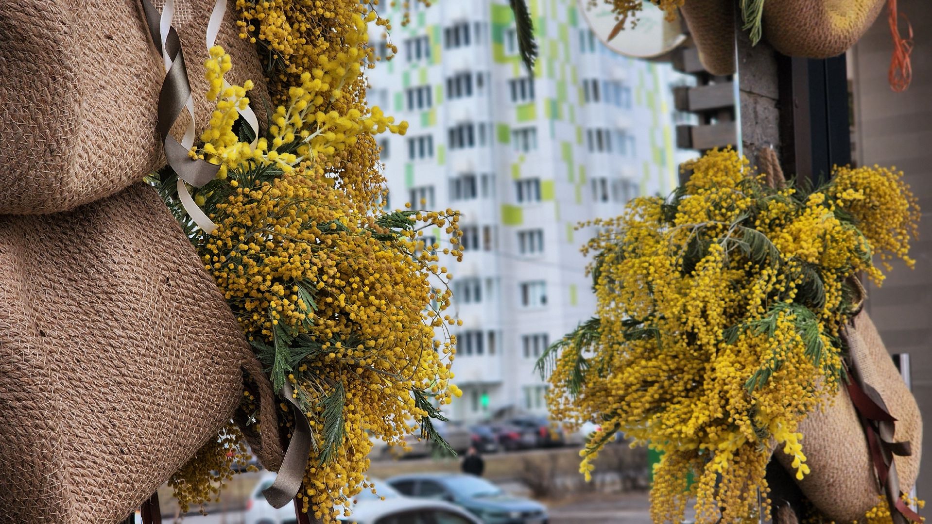 8 марта, Международный женский день, цветы, Лосино-Петровский, мимиоза,