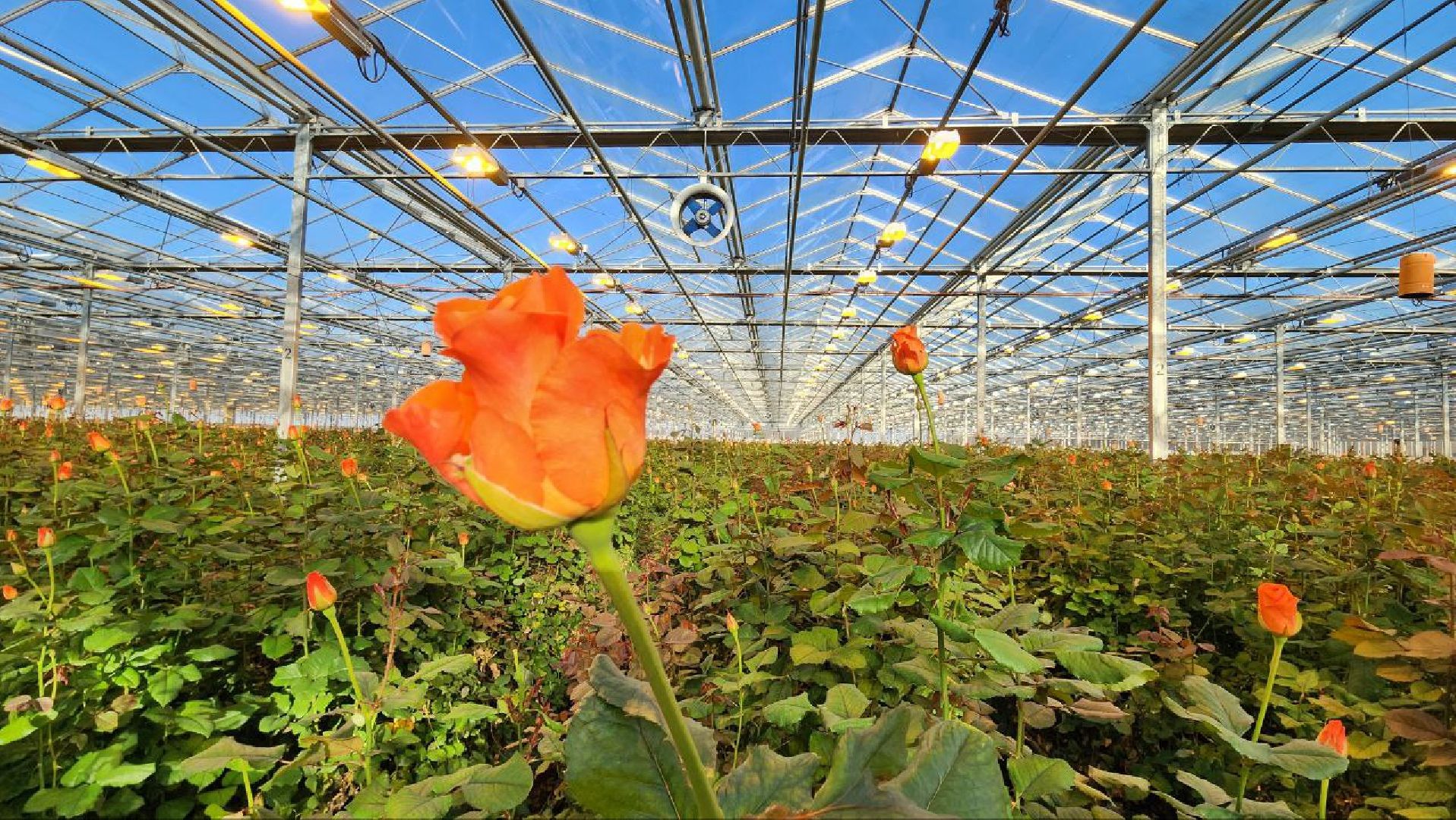 Дмитров, ТК Подосинки, Минсельхоз,