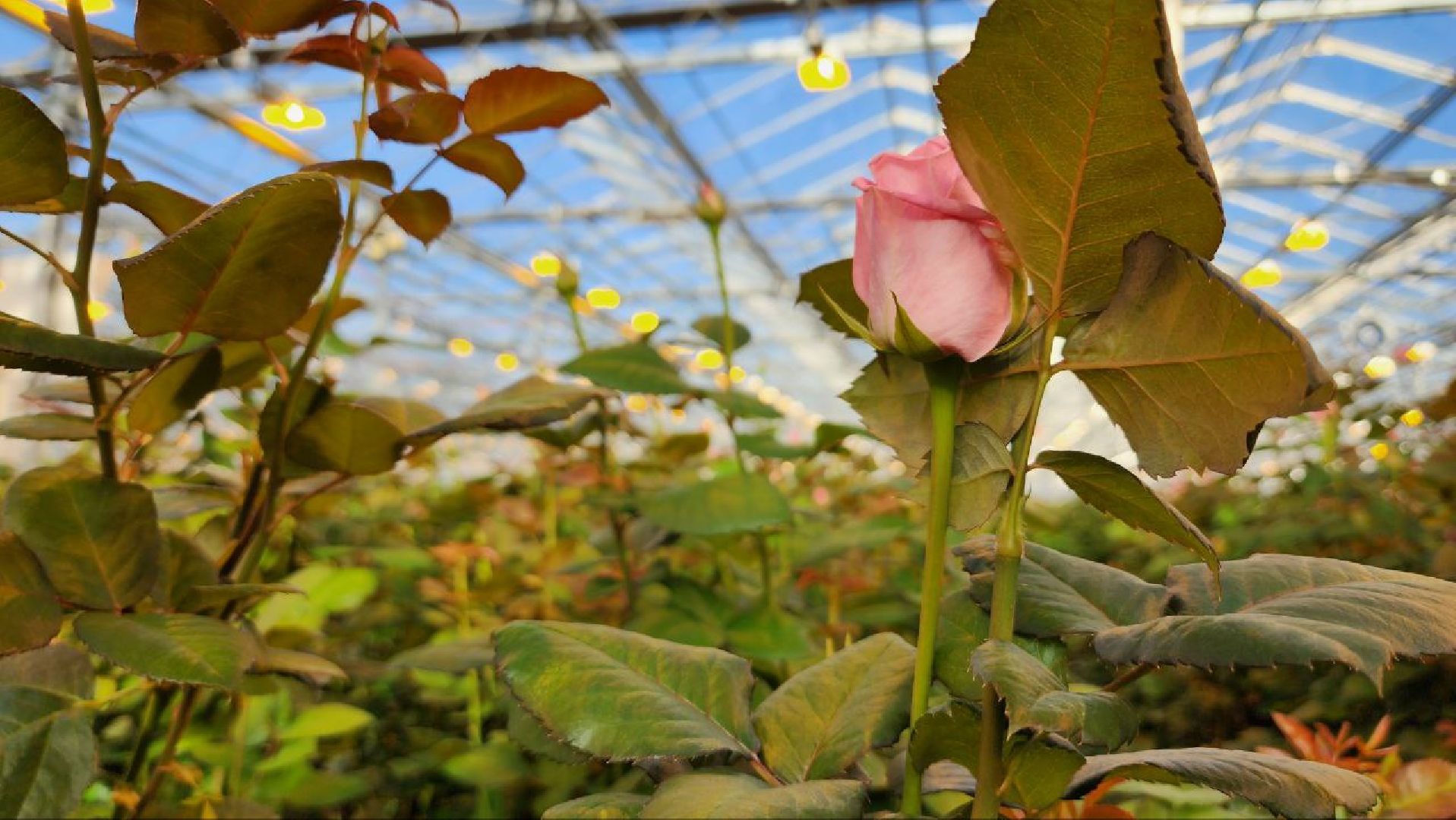 Дмитров, ТК Подосинки, Минсельхоз,