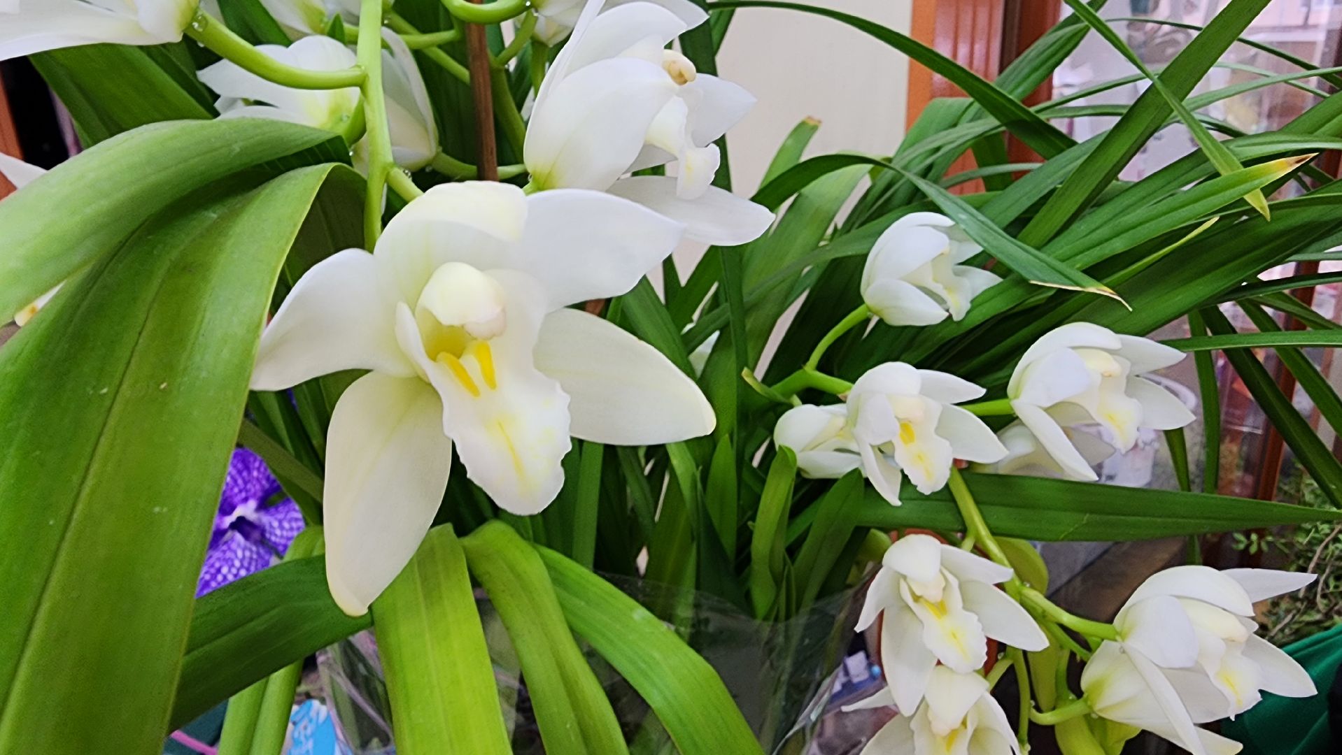 Бронницы, Цветы к 8 марта, Мужчины выбирают цветы,