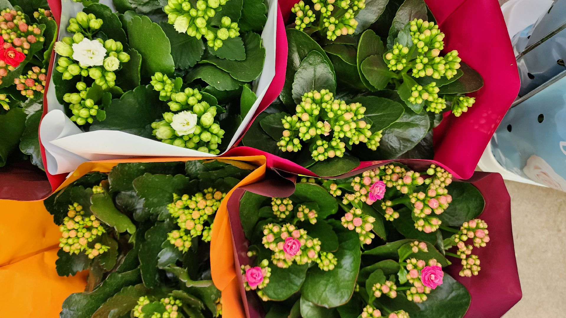 Бронницы, Цветы к 8 марта, Мужчины выбирают цветы,