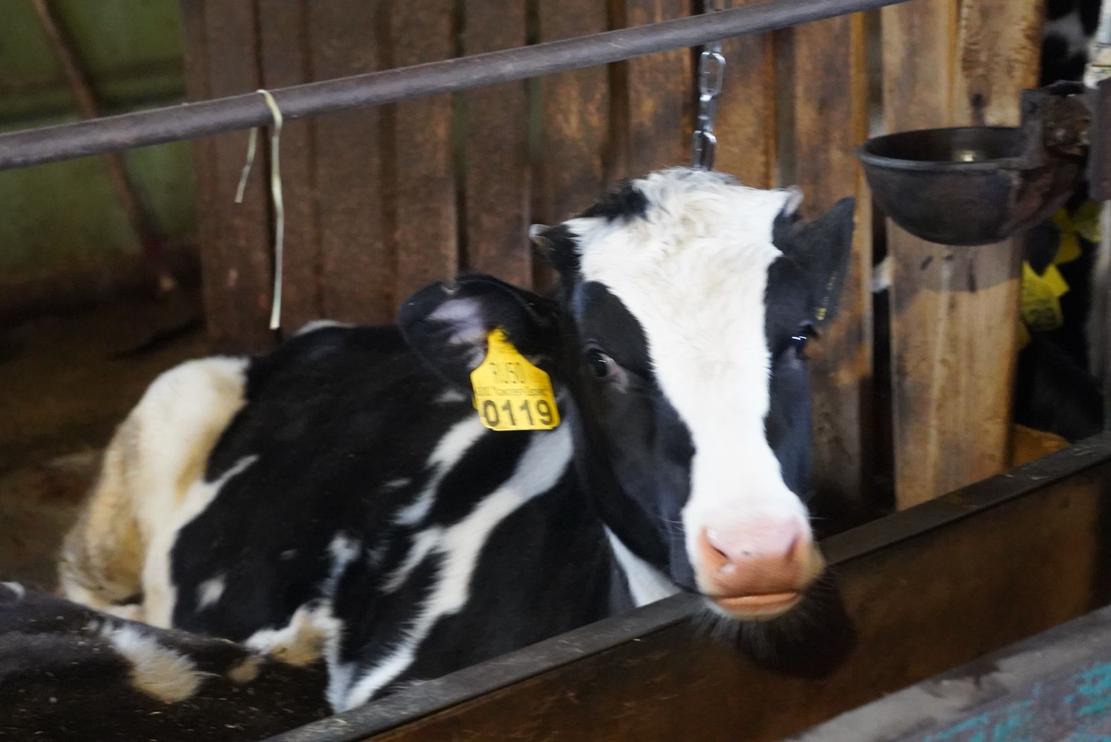 павловский посад, экономика, сельское хозяйство,