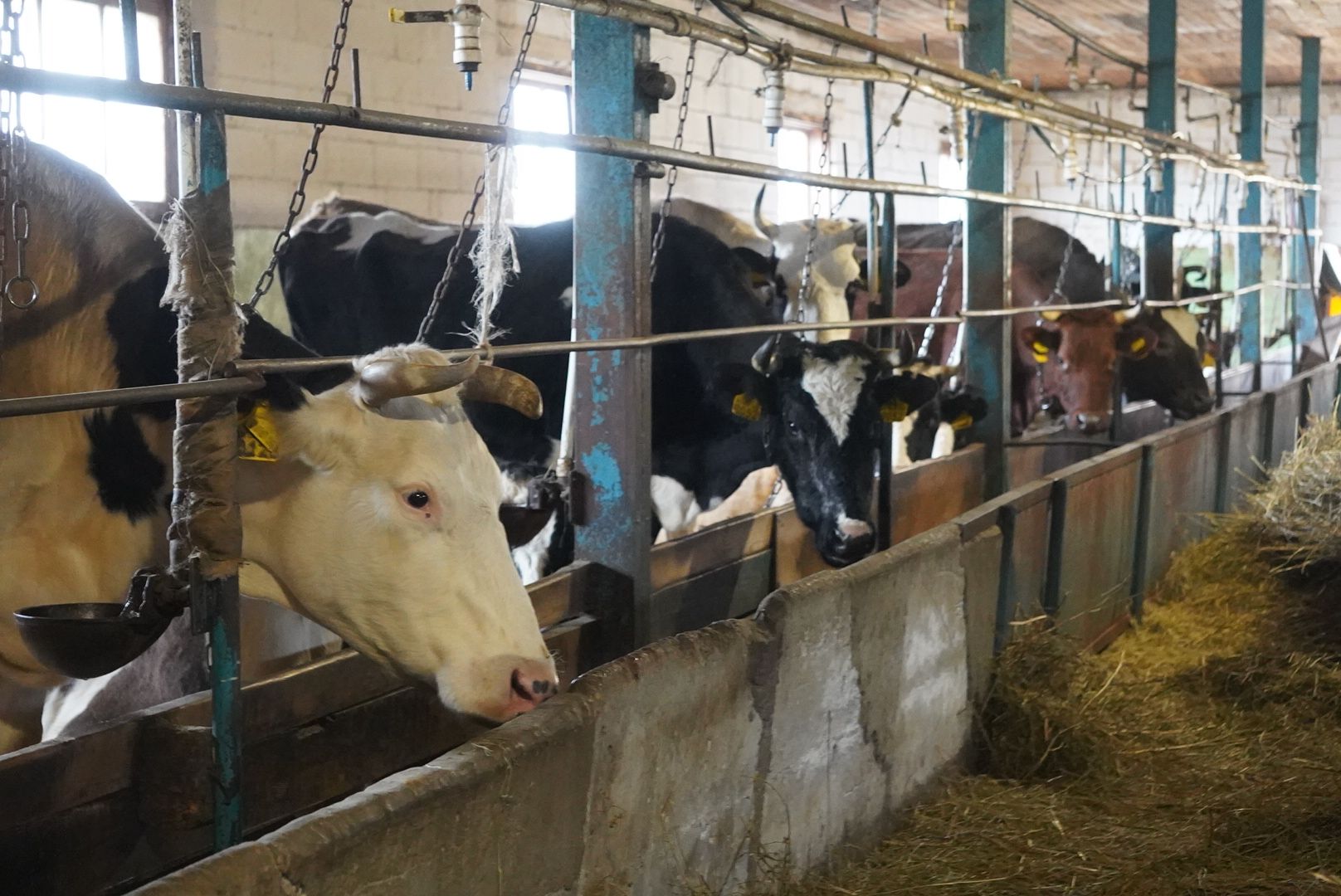 павловский посад, экономика, сельское хозяйство,