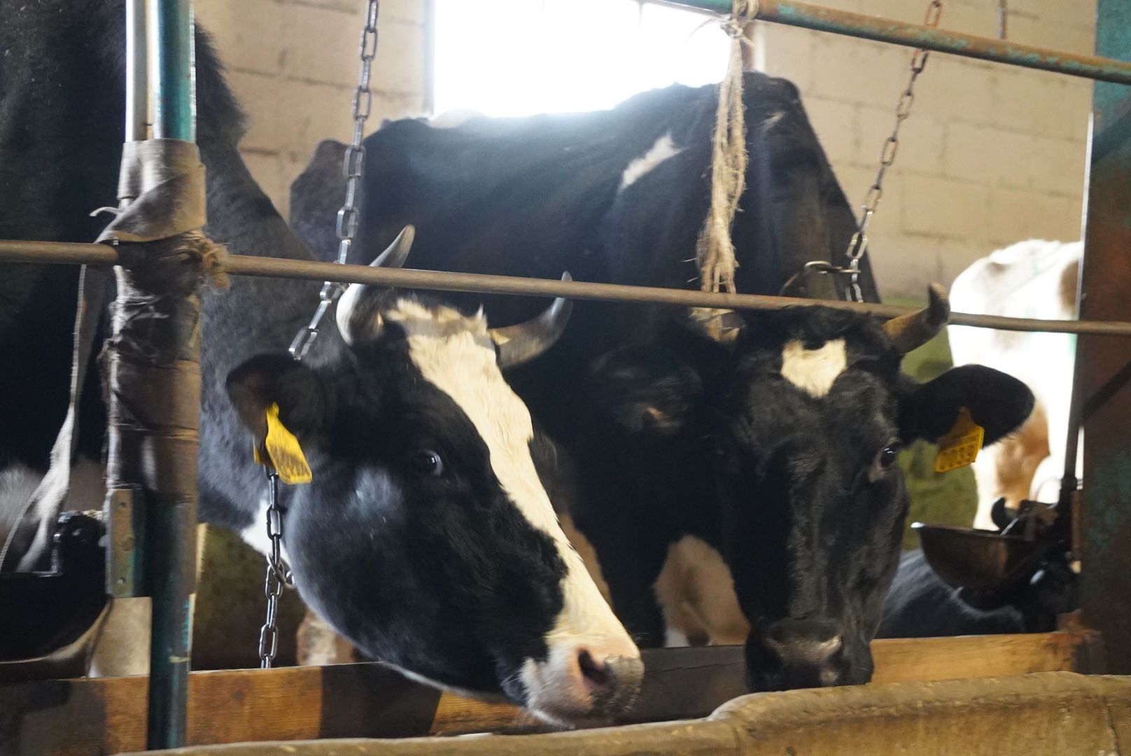 павловский посад, экономика, сельское хозяйство,