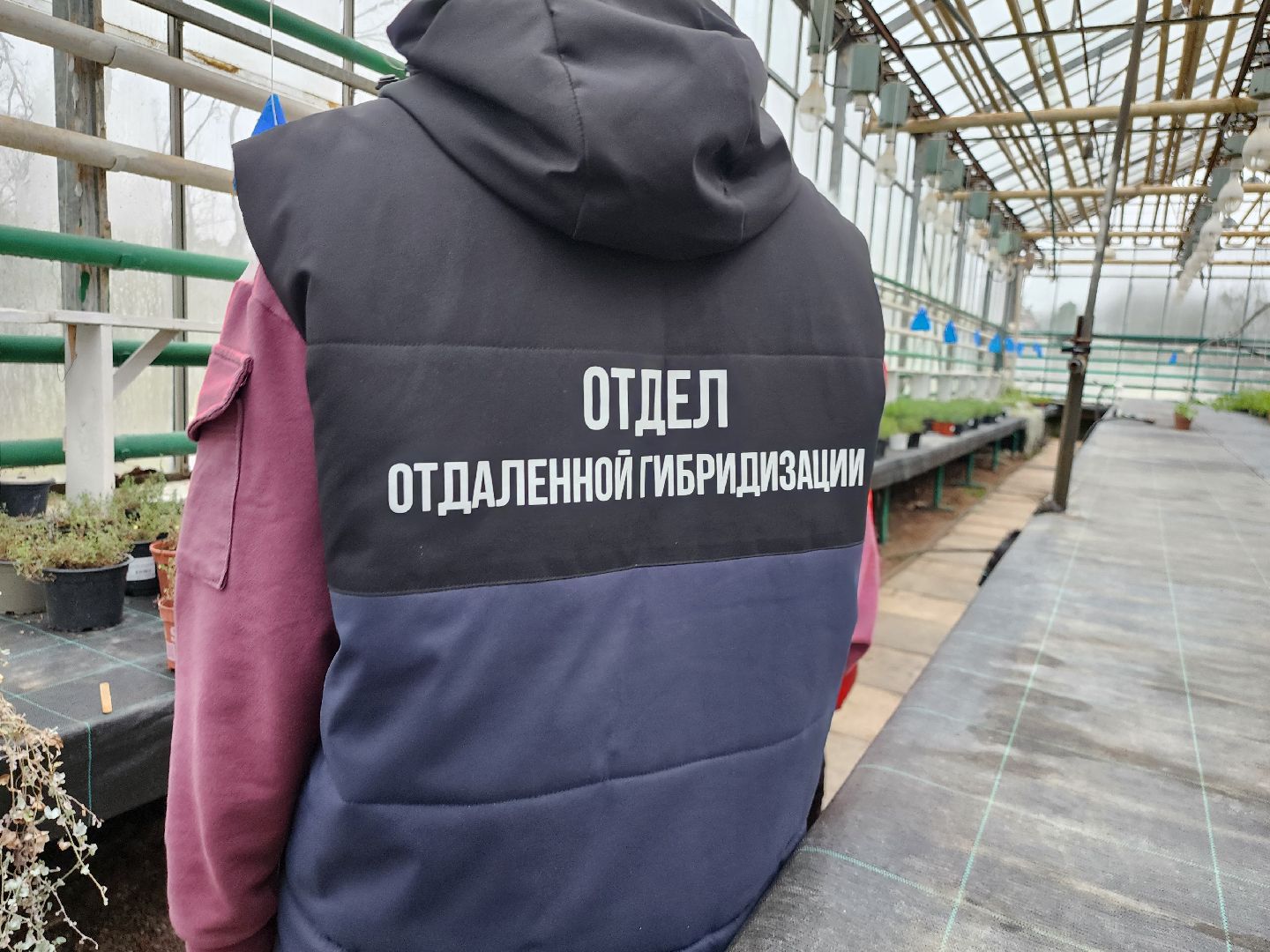 Тюльпаны, Наука, Теплица, Истра,8 марта,