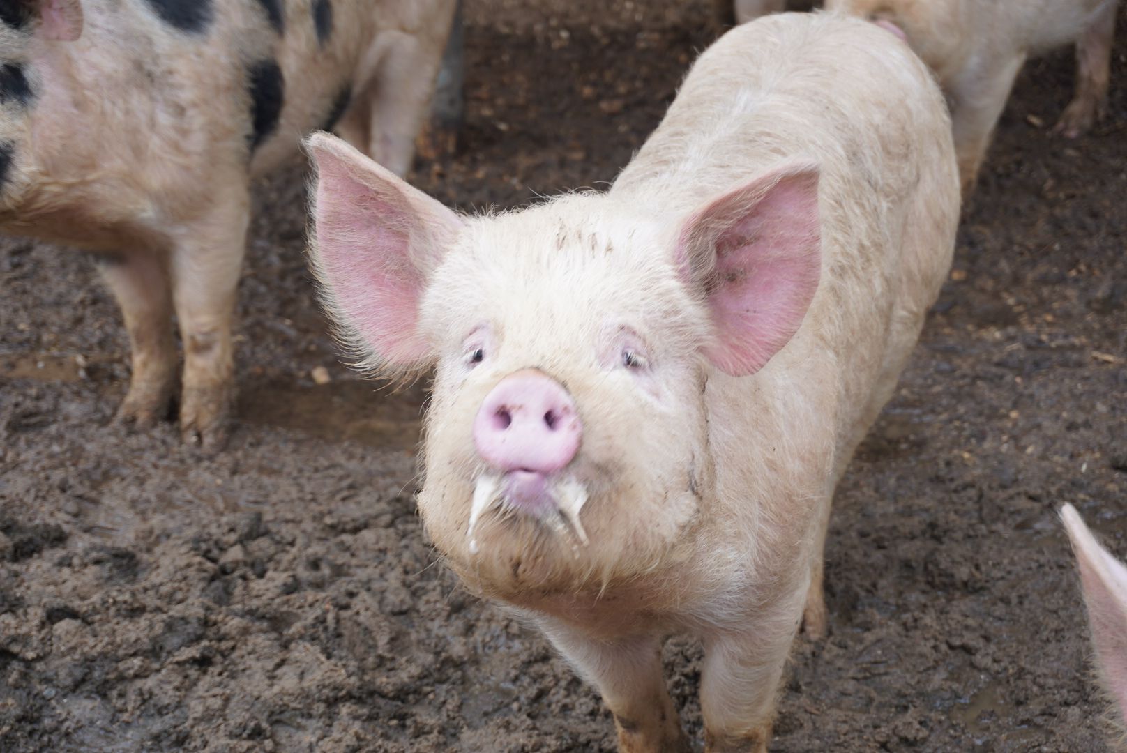 павловский посад, туризм, парк,