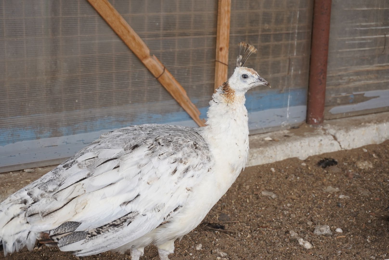 павловский посад, туризм, парк,