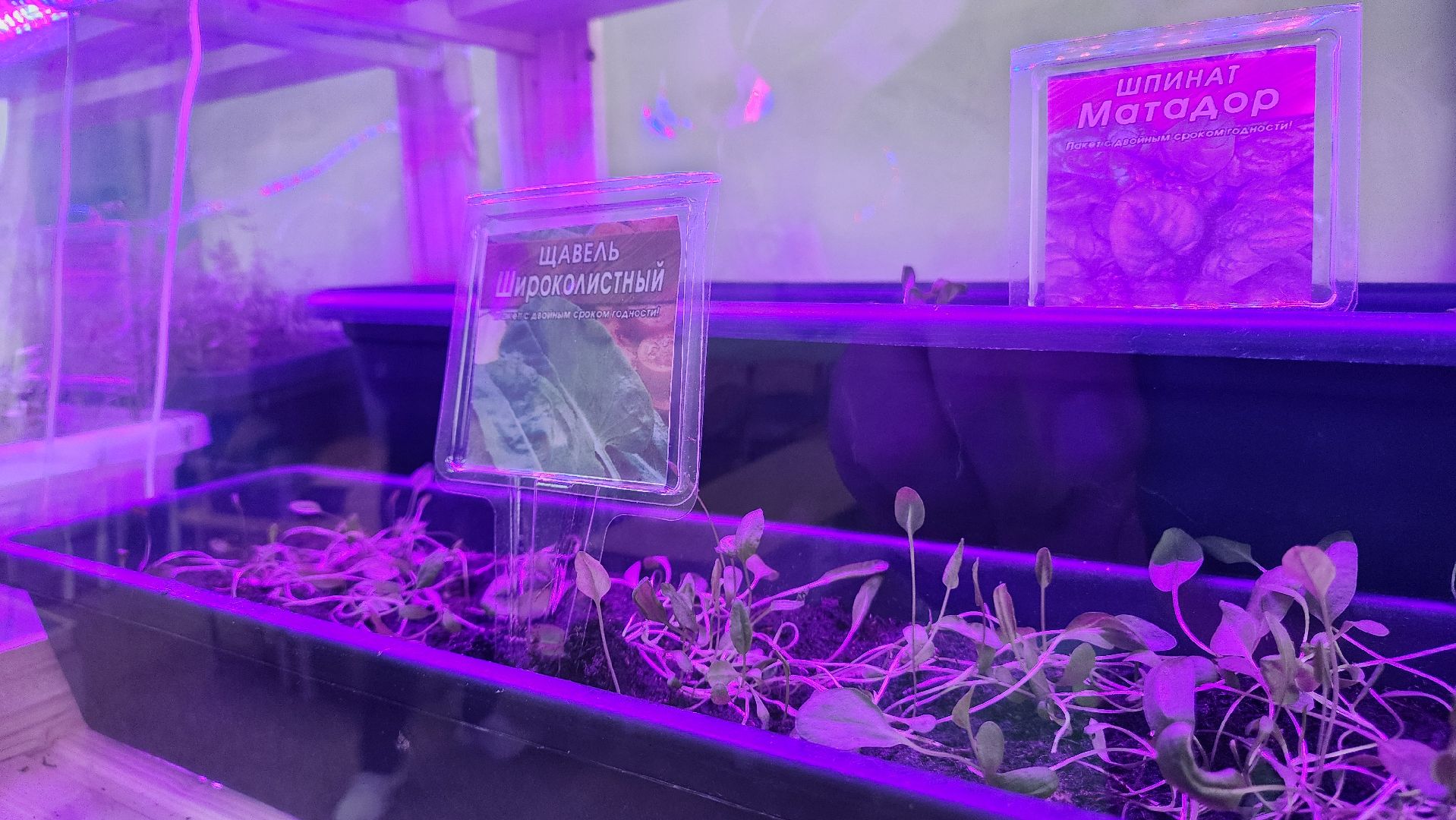 ступино, образование, предшкола, агрономия,