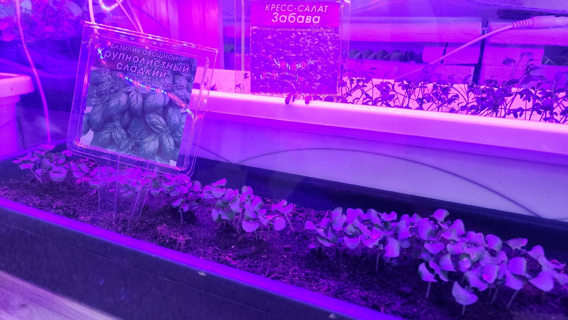 ступино, образование, предшкола, агрономия,