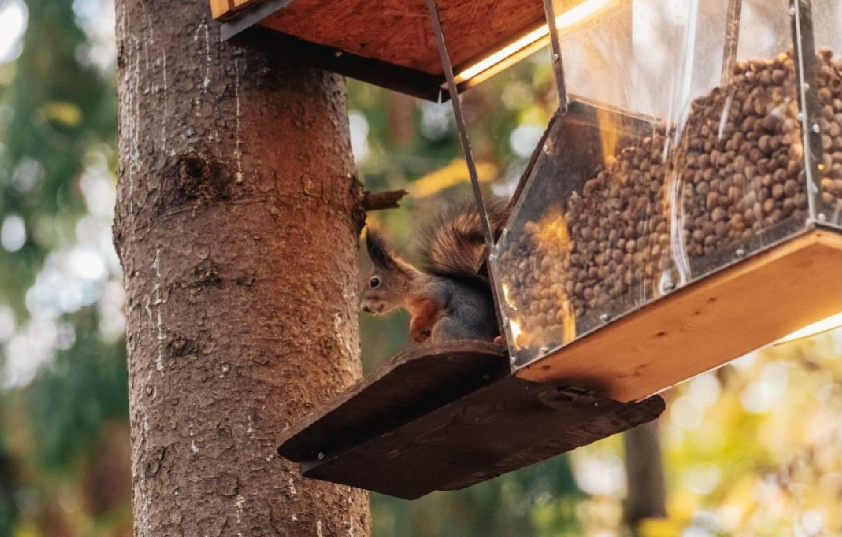 белки, парк, технологии, кормушки, балашиха