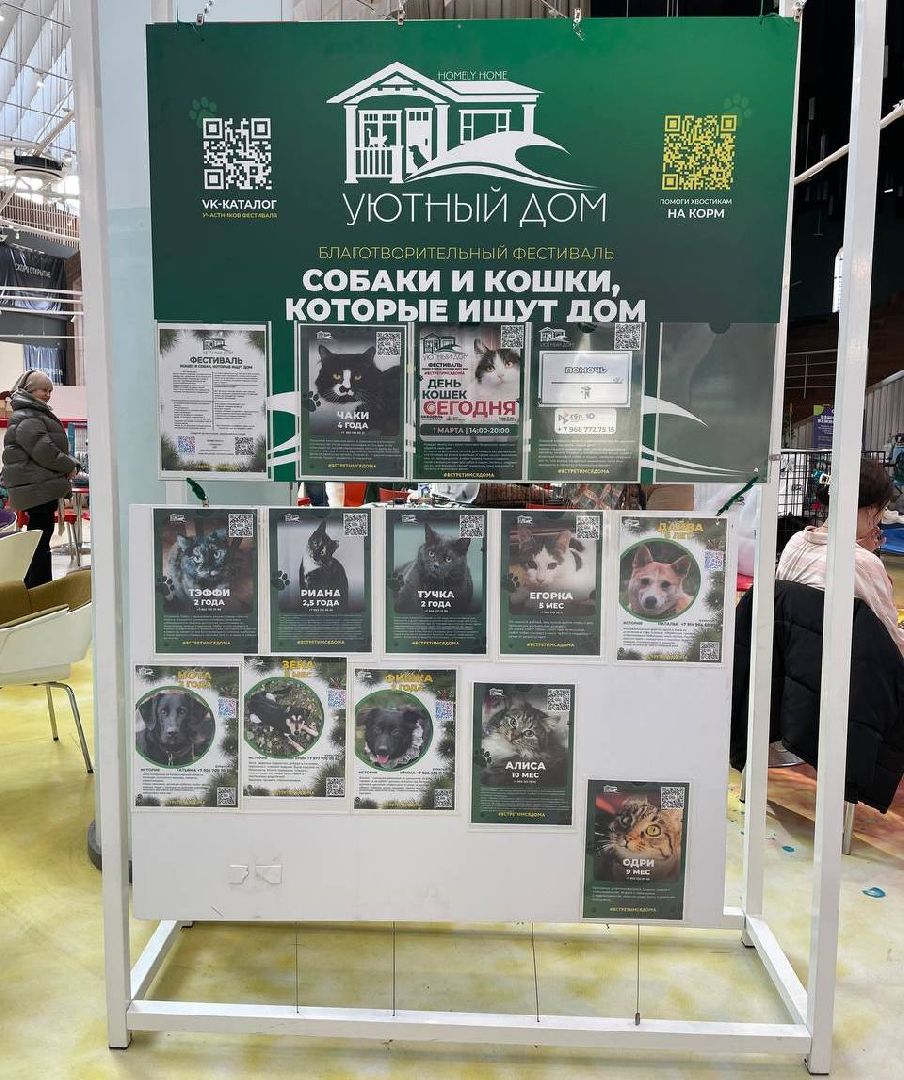 пушкино, волонтерская деятельность, бездомные животные,кошки, собаки, зоопространство,