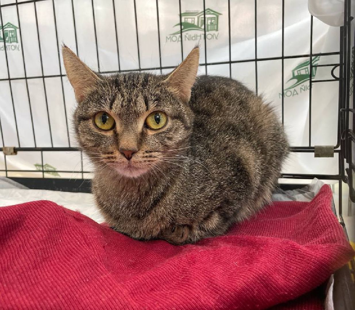 пушкино, волонтерская деятельность, бездомные животные,кошки, собаки, зоопространство,