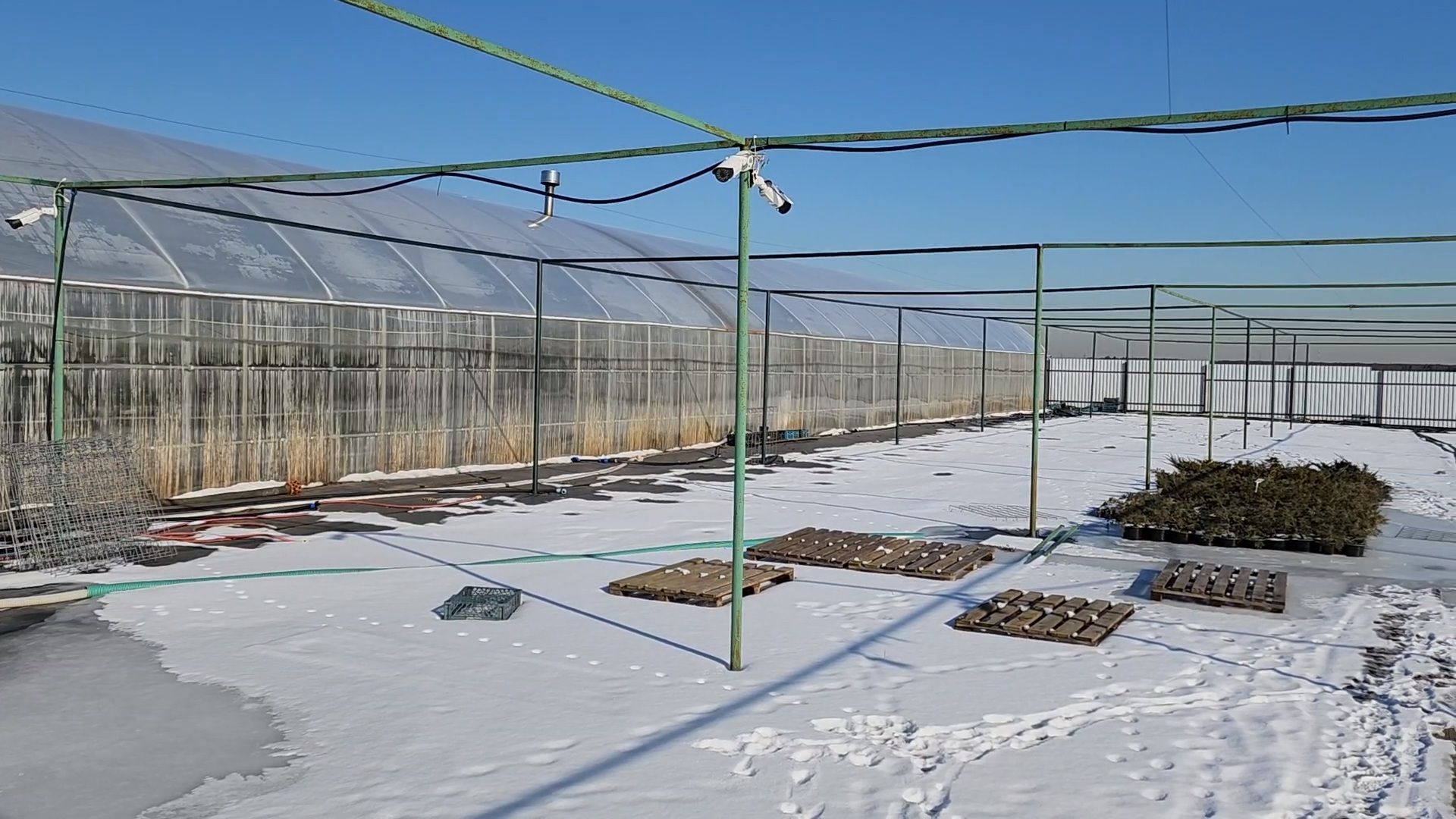 Чехов, деревня Хлевино, тепличный комплекс, садовый центр, тюльпаны, сорта, особенности, характеристики, 8 Марта,