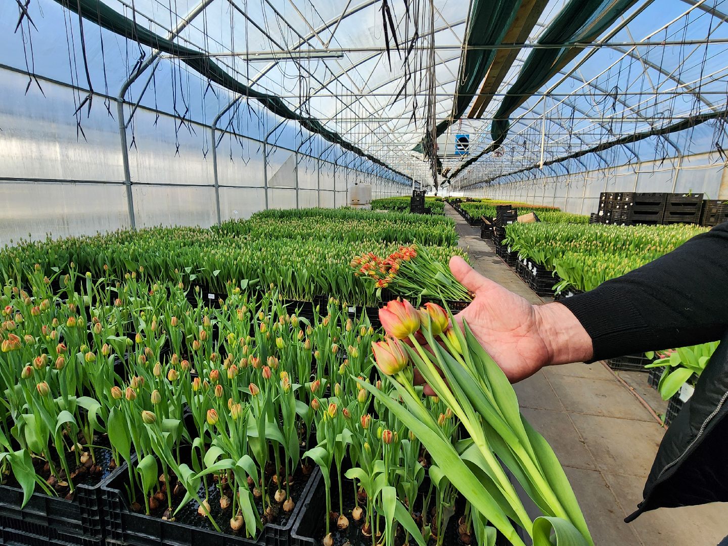 Чехов, деревня Хлевино, тепличный комплекс, садовый центр, тюльпаны, сорта, особенности, характеристики, 8 Марта,