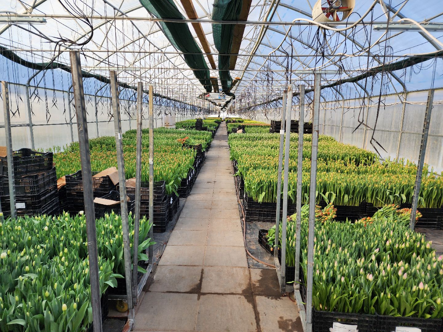 Чехов, деревня Хлевино, тепличный комплекс, садовый центр, тюльпаны, сорта, особенности, характеристики, 8 Марта,