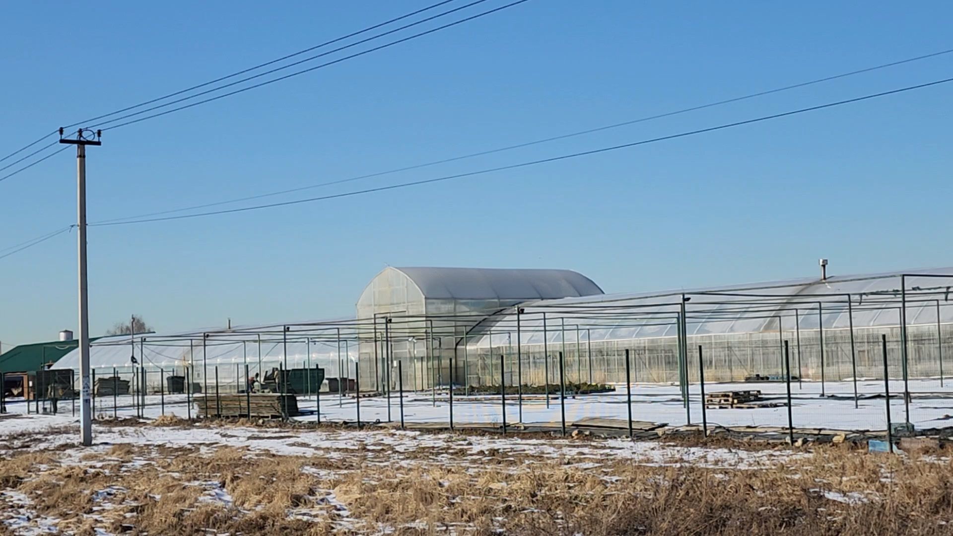 Чехов, деревня Хлевино, тепличный комплекс, садовый центр, тюльпаны, сорта, особенности, характеристики, 8 Марта,