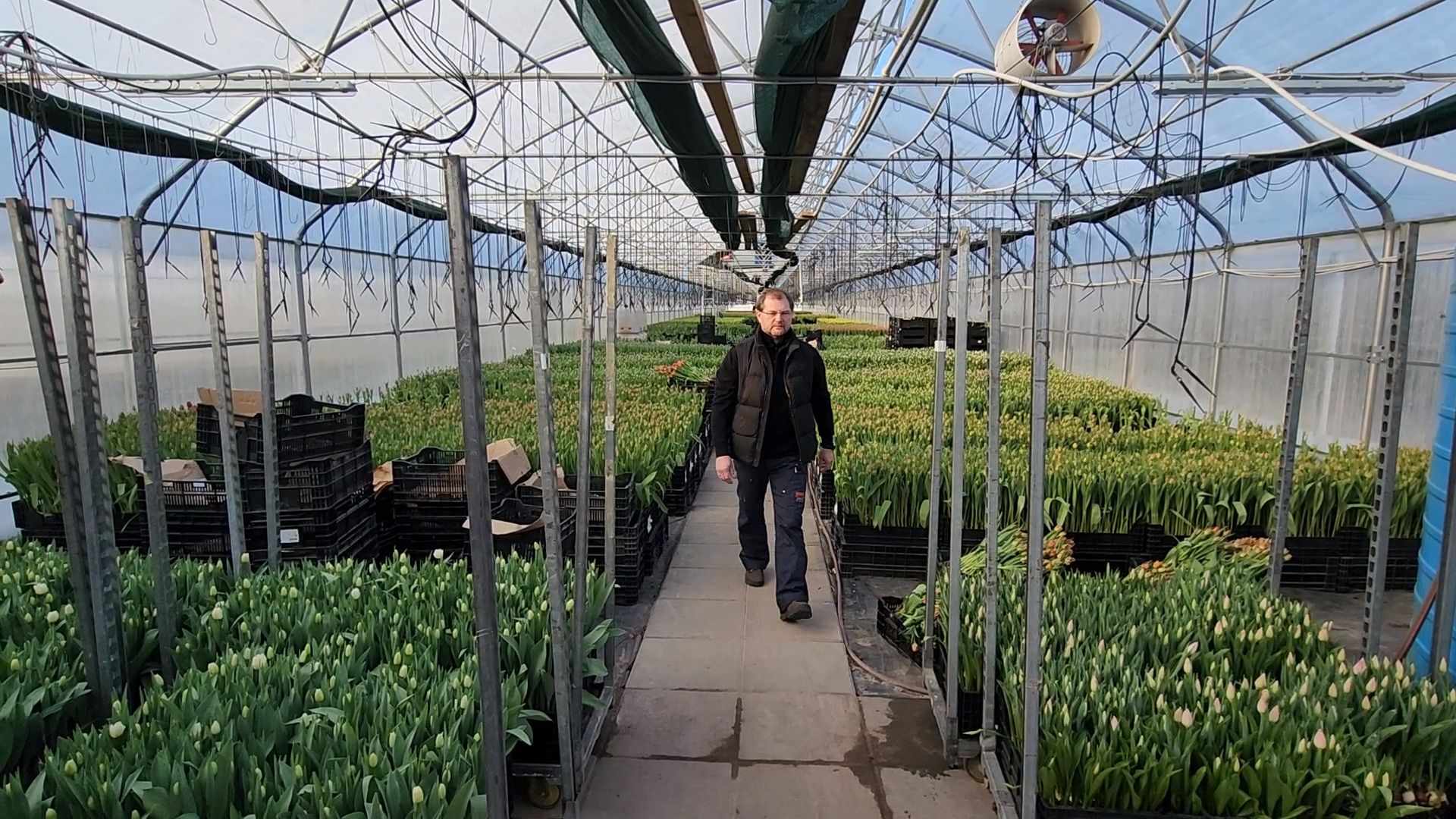 Чехов, деревня Хлевино, тепличный комплекс, садовый центр, тюльпаны, сорта, особенности, характеристики, 8 Марта,