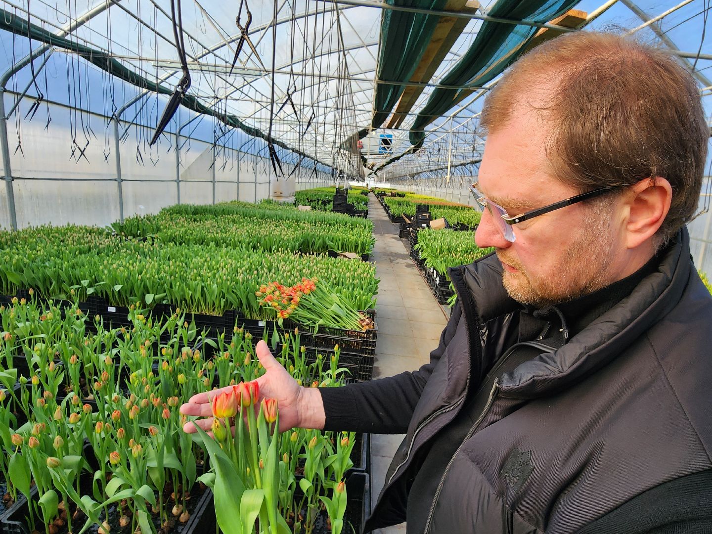 Чехов, деревня Хлевино, тепличный комплекс, садовый центр, тюльпаны, сорта, особенности, характеристики, 8 Марта,