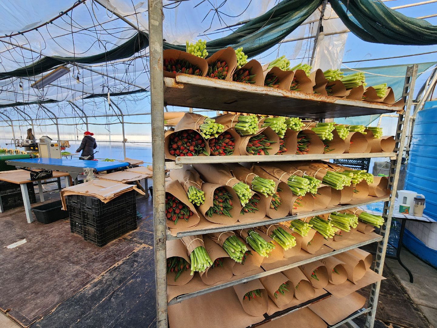 Чехов, деревня Хлевино, тепличный комплекс, садовый центр, тюльпаны, сорта, особенности, характеристики, 8 Марта,