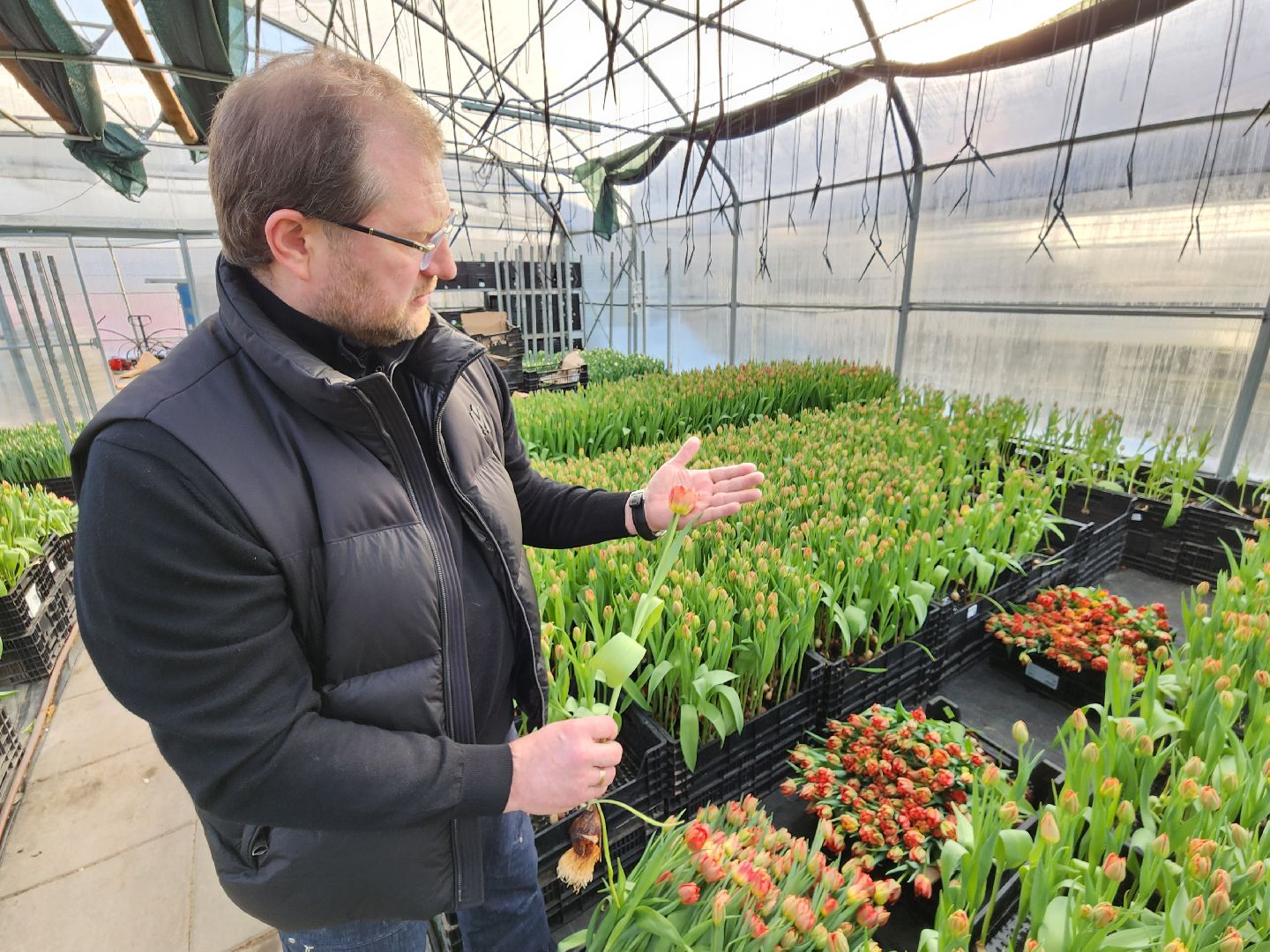 Чехов, деревня Хлевино, тепличный комплекс, садовый центр, тюльпаны, сорта, особенности, характеристики, 8 Марта,