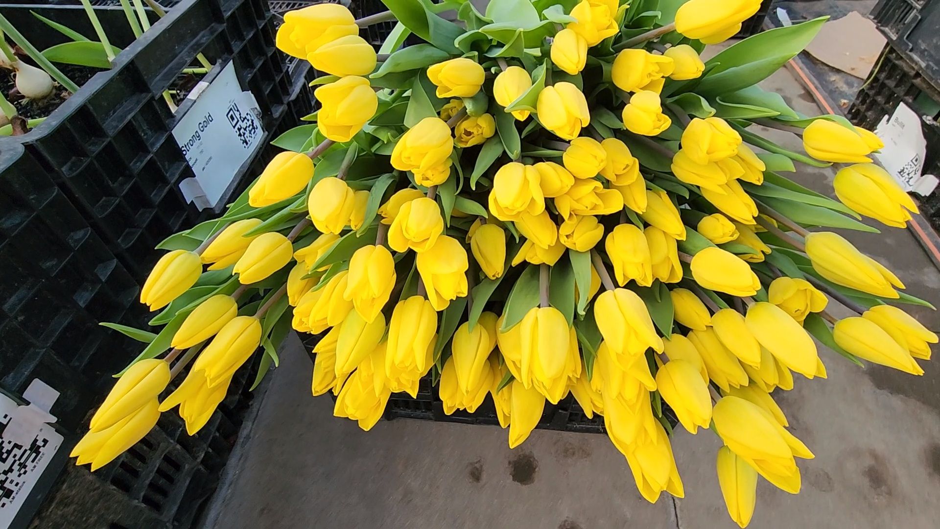 Чехов, деревня Хлевино, тепличный комплекс, садовый центр, тюльпаны, сорта, особенности, характеристики, 8 Марта,