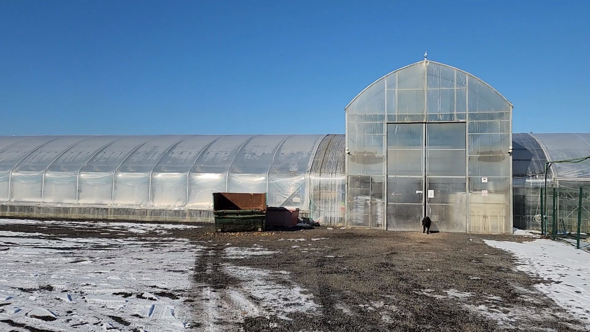Чехов, деревня Хлевино, тепличный комплекс, садовый центр, тюльпаны, сорта, особенности, характеристики, 8 Марта,