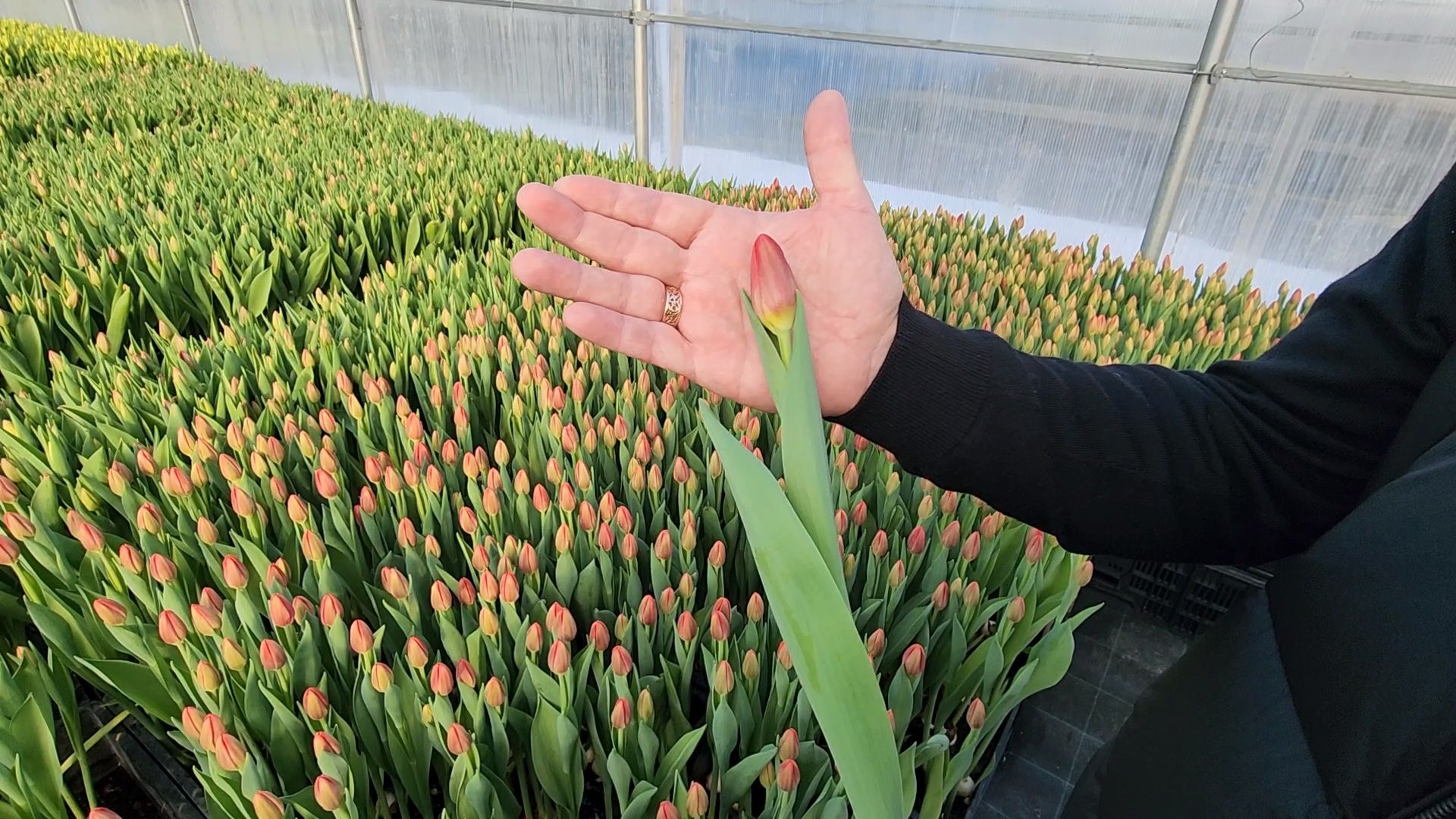 Чехов, деревня Хлевино, тепличный комплекс, садовый центр, тюльпаны, сорта, особенности, характеристики, 8 Марта,