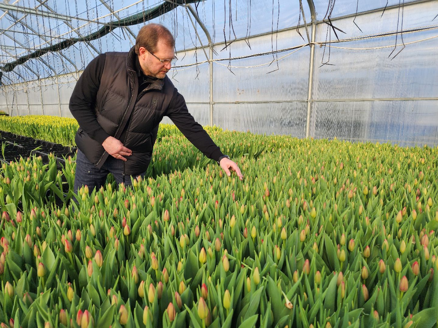 Чехов, деревня Хлевино, тепличный комплекс, садовый центр, тюльпаны, сорта, особенности, характеристики, 8 Марта,