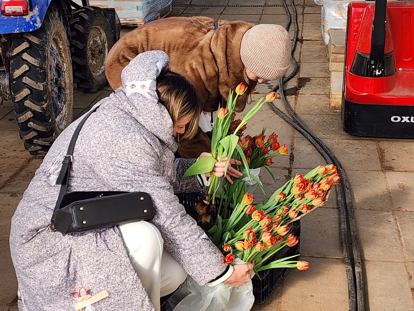 Чехов, деревня Хлевино, тепличный комплекс, садовый центр, тюльпаны, сорта, особенности, характеристики, 8 Марта,