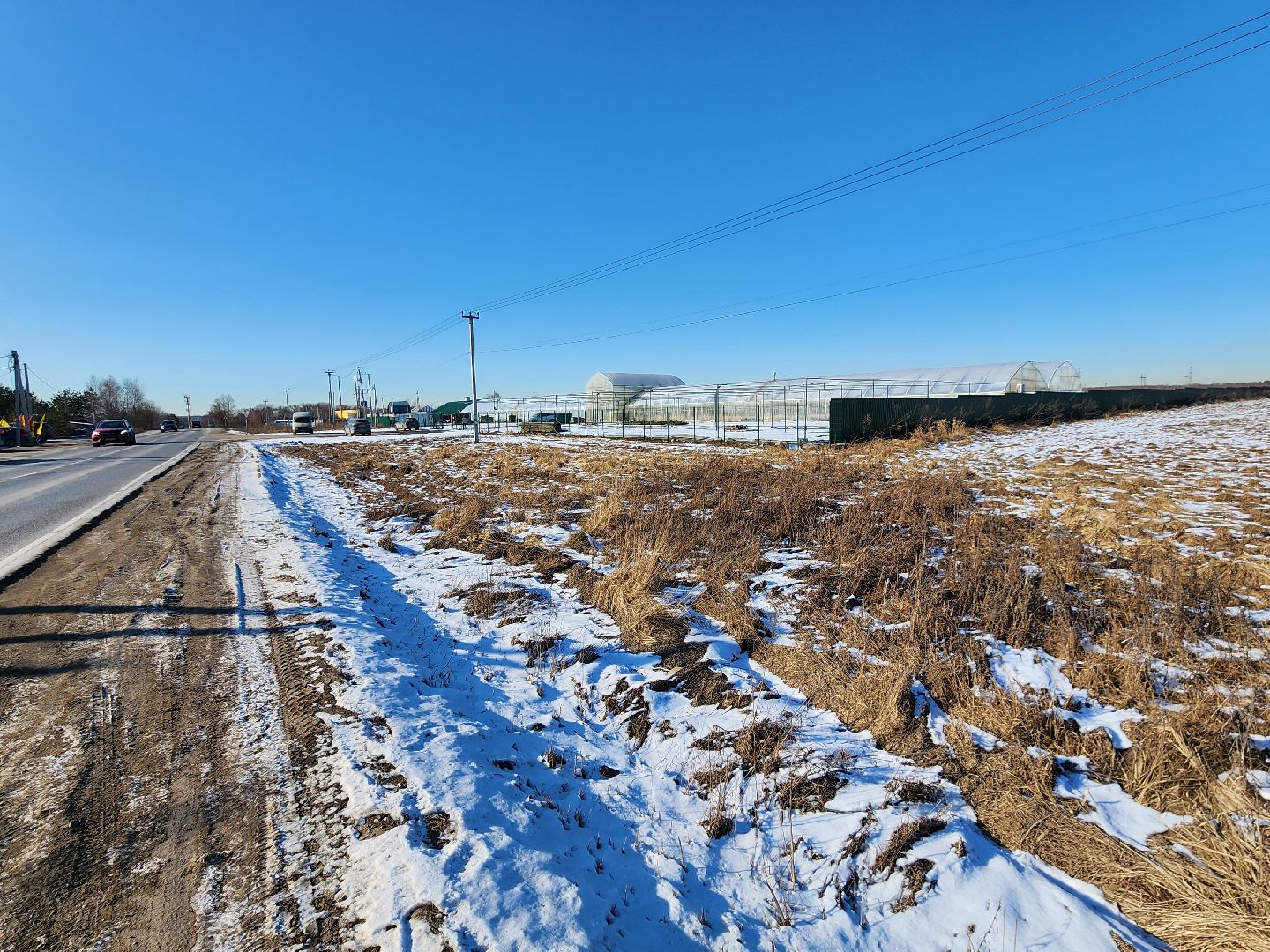 Чехов, деревня Хлевино, тепличный комплекс, садовый центр, тюльпаны, сорта, особенности, характеристики, 8 Марта,