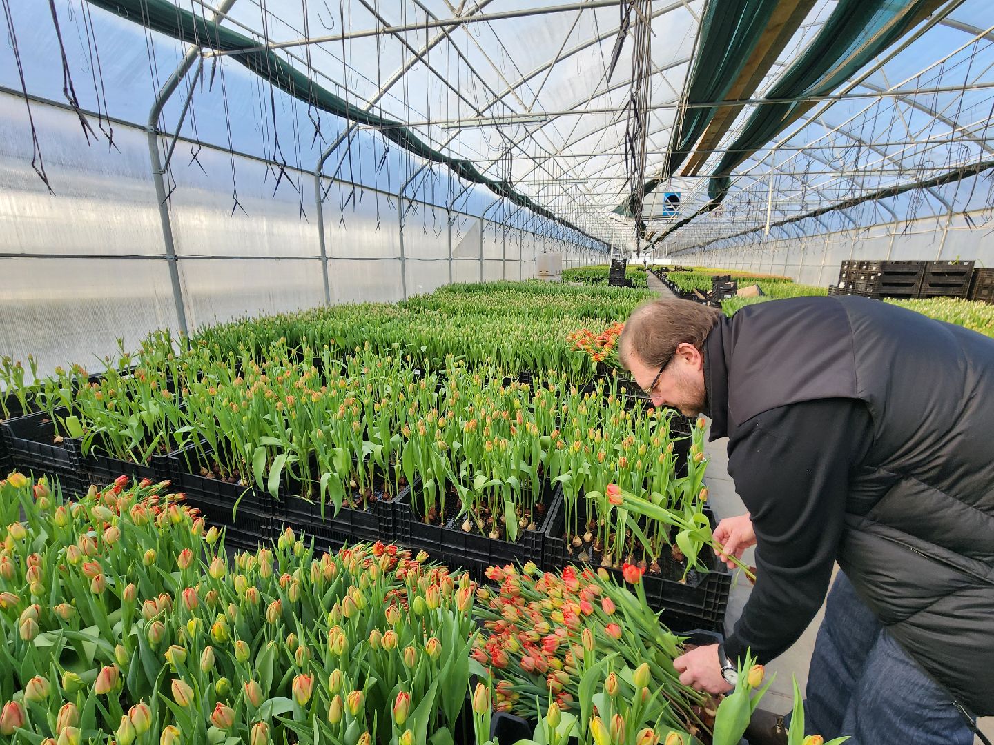Чехов, деревня Хлевино, тепличный комплекс, садовый центр, тюльпаны, сорта, особенности, характеристики, 8 Марта,