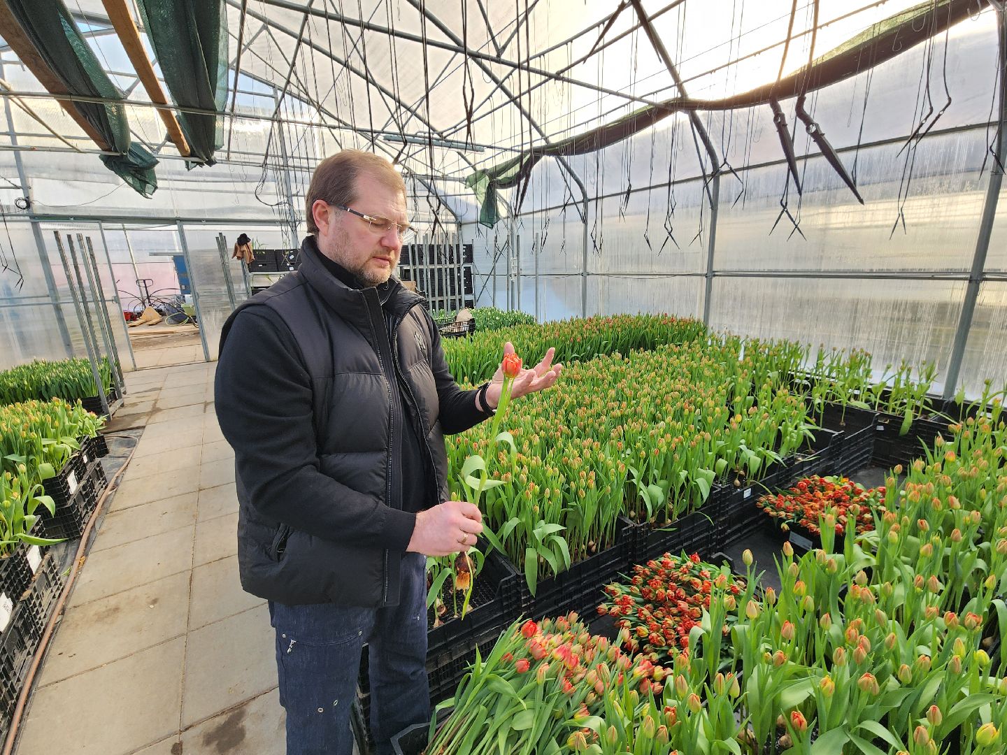 Чехов, деревня Хлевино, тепличный комплекс, садовый центр, тюльпаны, сорта, особенности, характеристики, 8 Марта,