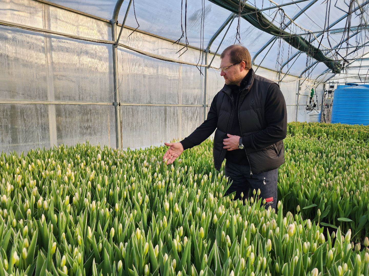 Чехов, деревня Хлевино, тепличный комплекс, садовый центр, тюльпаны, сорта, особенности, характеристики, 8 Марта,