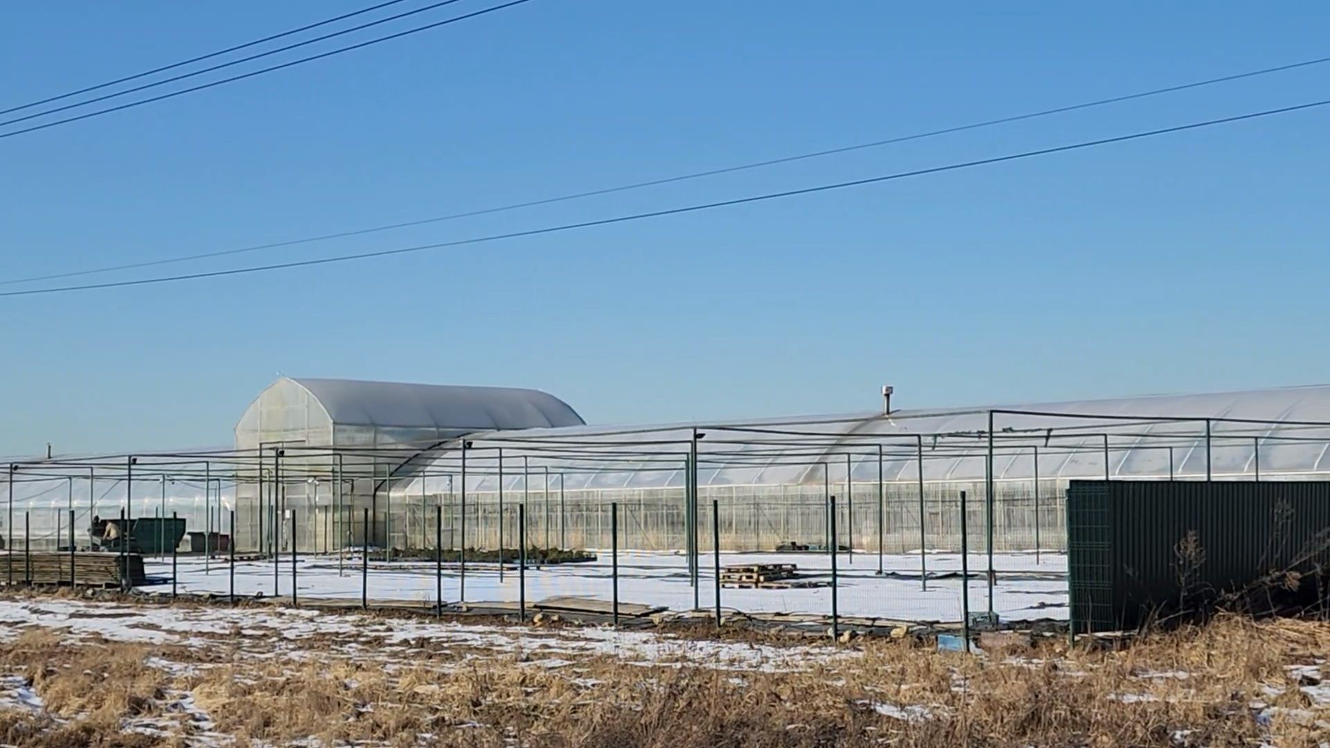 Чехов, деревня Хлевино, тепличный комплекс, садовый центр, тюльпаны, сорта, особенности, характеристики, 8 Марта,