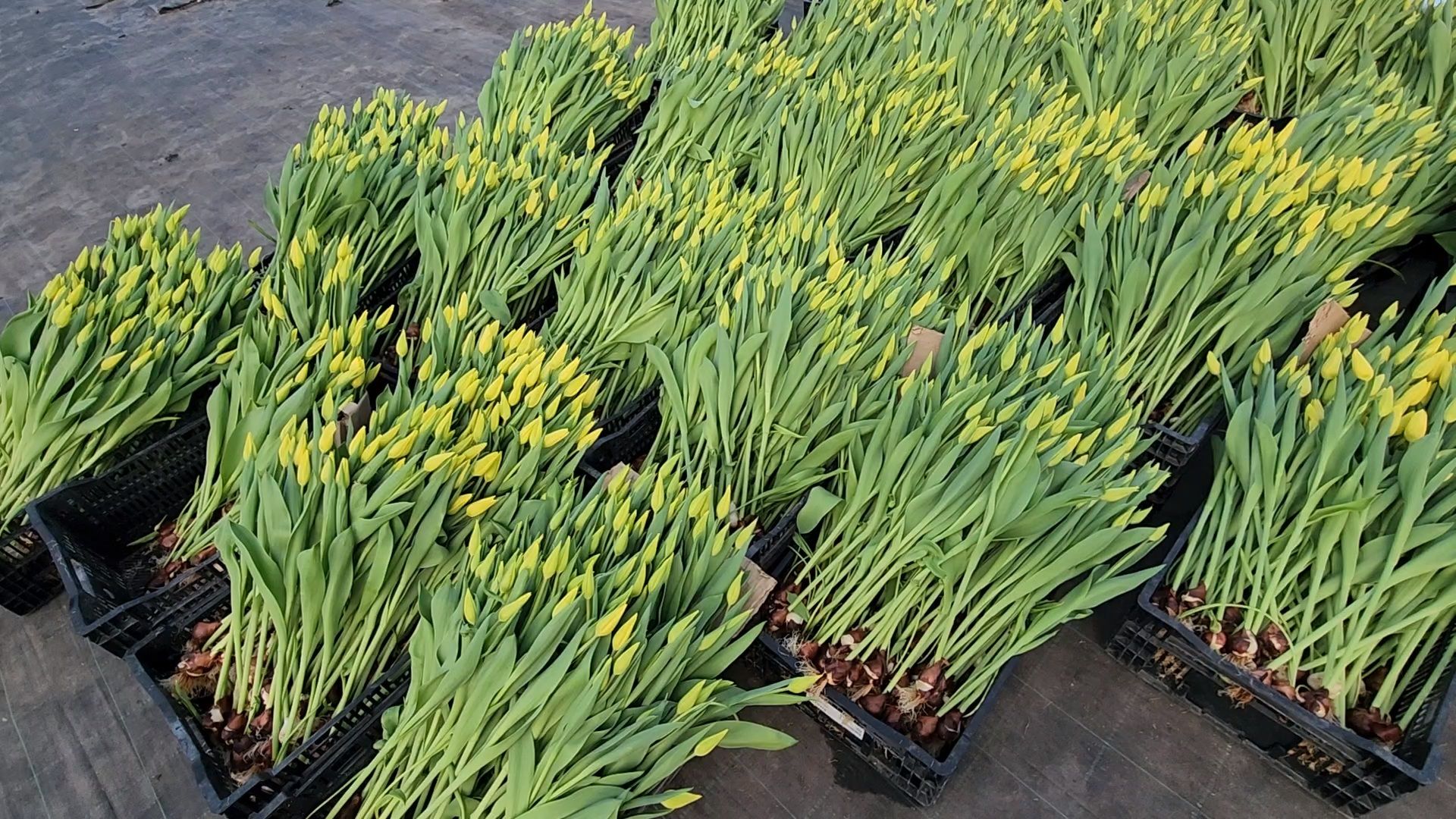 Чехов, деревня Хлевино, тепличный комплекс, садовый центр, тюльпаны, сорта, особенности, характеристики, 8 Марта,